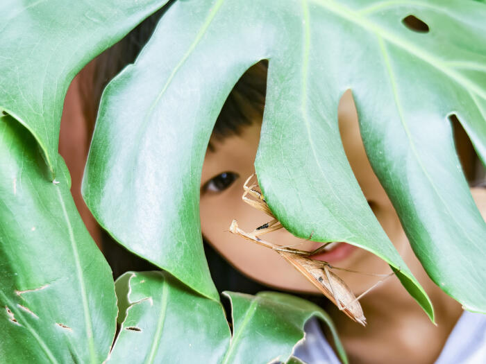 A ten-year-old Asian girl observes a mantis perched on a taro turtle.