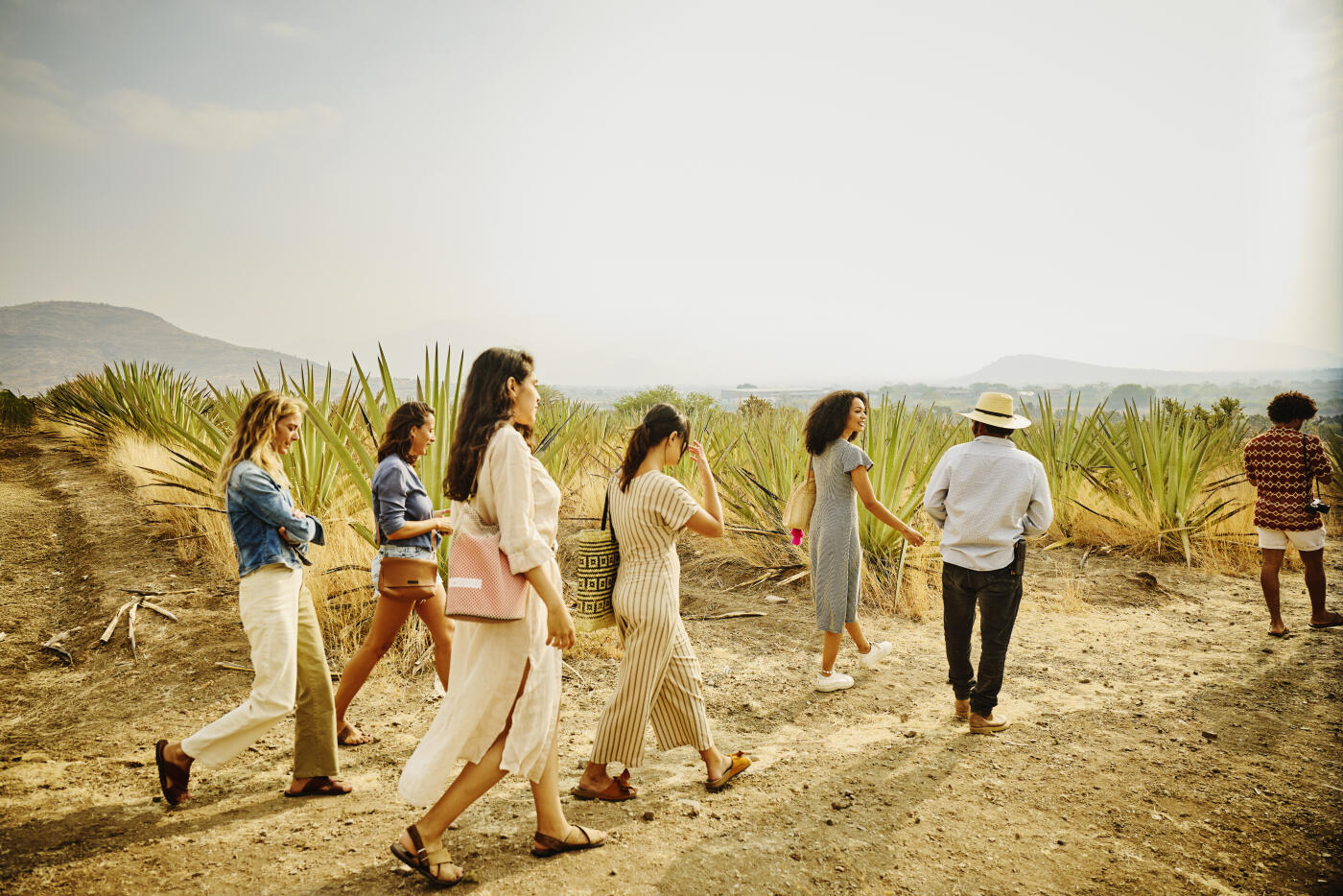 Wide rear view shot of tourists on educational tour through agave fields with with farmer while experiencing farm-to-bottle production at tequila distillery in Mexico