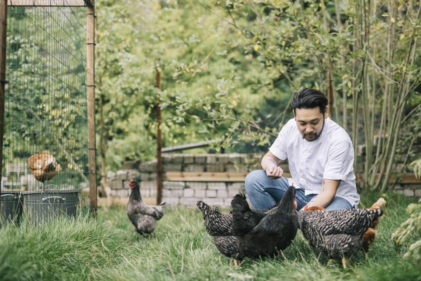 Positive Japanese chef, feeding free range chicken.