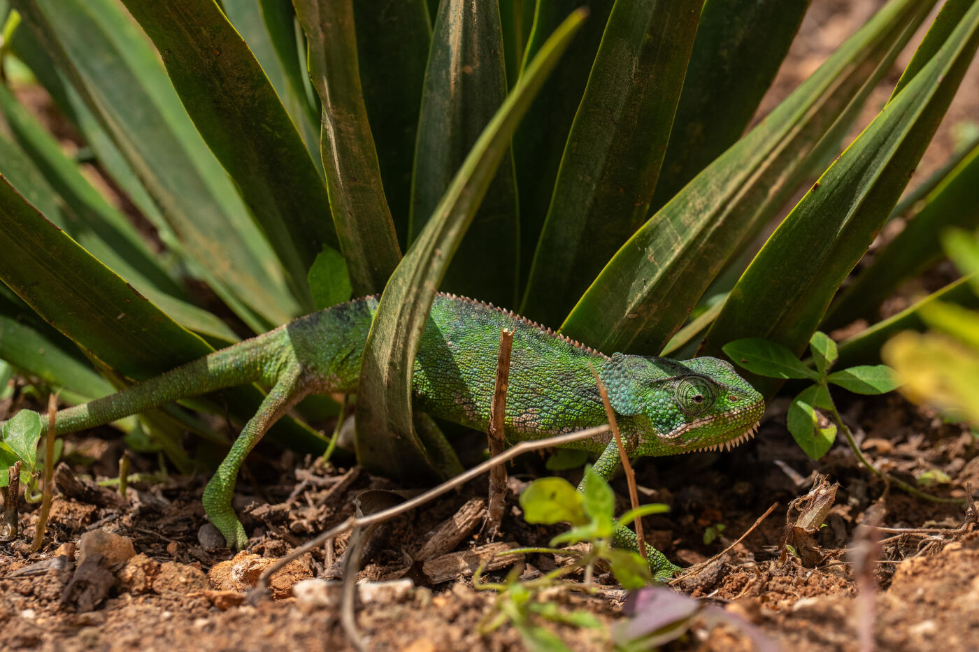 SOCOTRA ISLAND, YEMEN - OCTOBER 14: A Socotran chameleon, endemic to the island of Socotra, climbs through a young dragon blood tree on October 14, 2025 in Socotra, Yemen. Socotra island, sometimes referred to as the "Galapagos Islands" of the Indian Ocean, lies about 150 miles off the coast of the Horn of Africa and is home to 825 plant species, more than a third of which are only found here. Among them are the otherworldly dragon's blood tree, bottle trees and 11 species of frankincense, 4 of which were classified as critically endangered in March of this year. The intensifying tropical cyclones in this part of the Indian Ocean, fuelled by climate change, has put the island's unique ecosystem at risk. Meanwhile, Yemen's civil war - as well as the region-destabilizing attacks on commercial vessels in the Red Sea - have complicated conservation efforts. (Photo by Carl Court/Getty Images)
