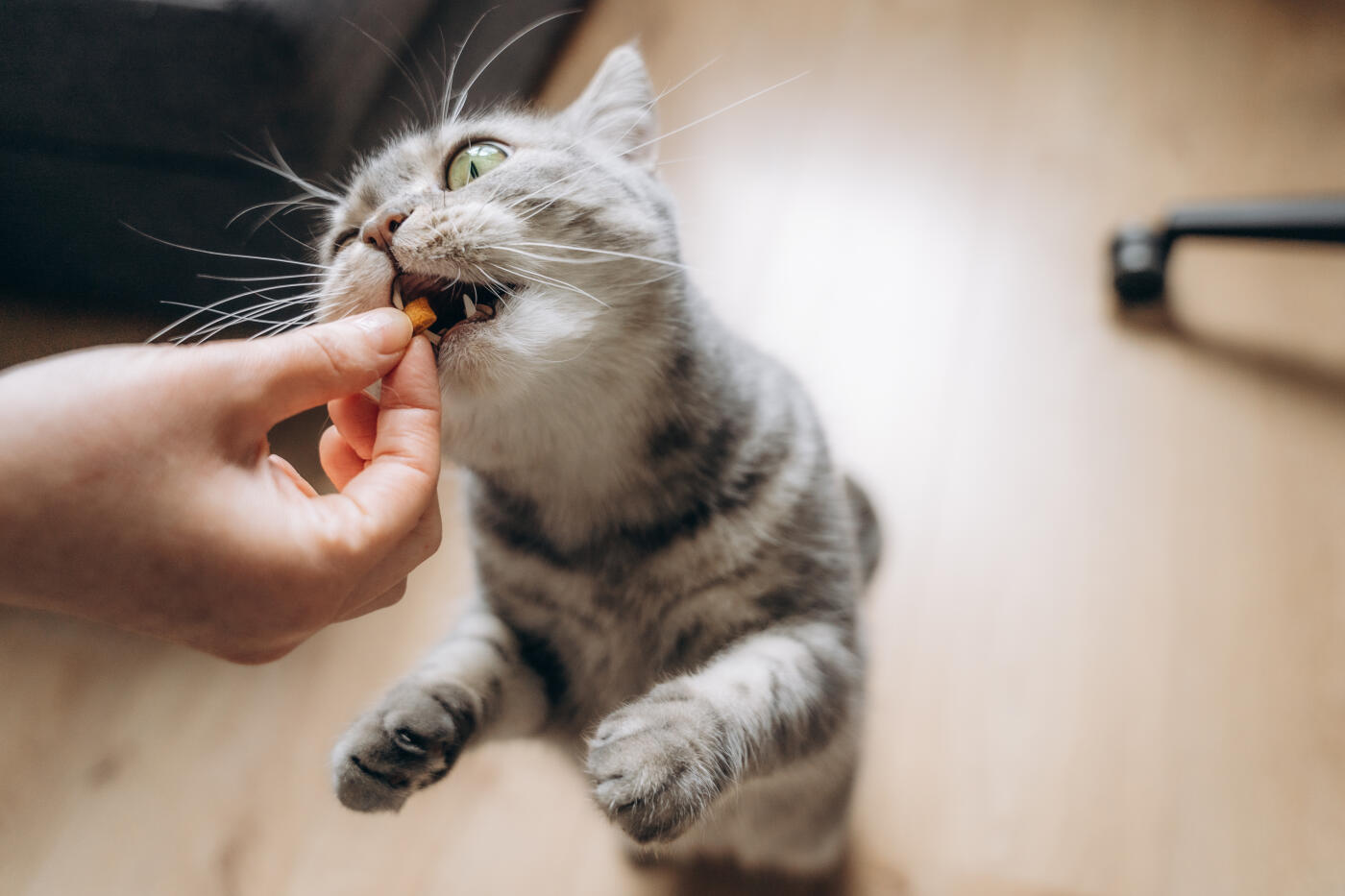 Young woman gives her domestic cat treats