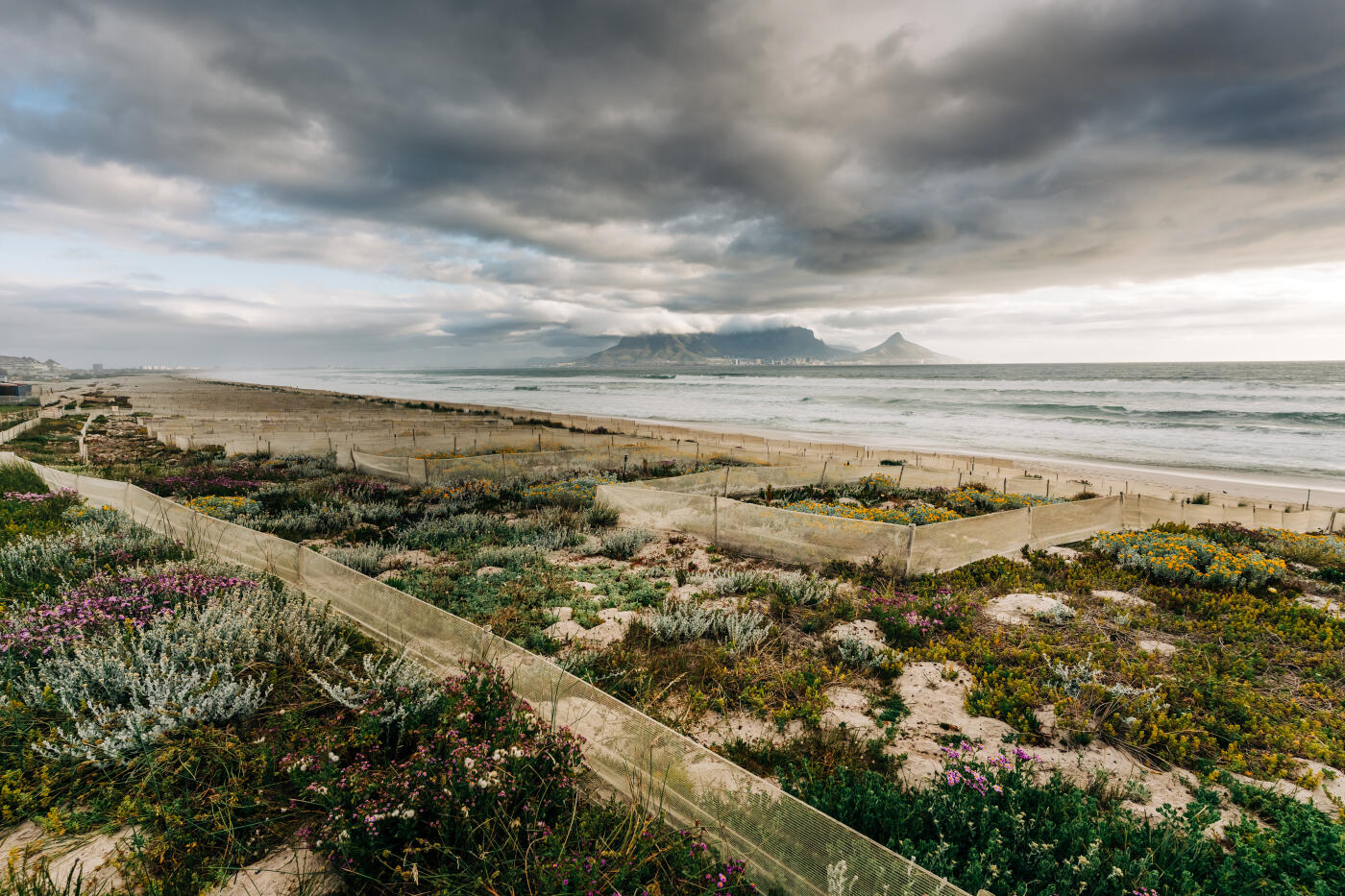 Coastal dune restoration in South Africa.