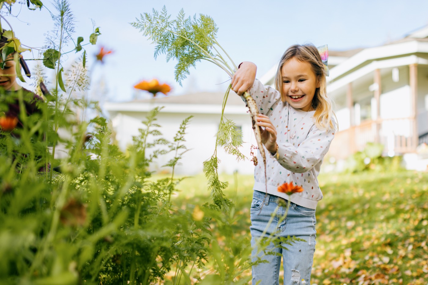 An elementary aged Indigenous North American and Caucasian girl holds up a freshly grown organic carrot from the backyard garden.  Shot in Palmer, Alaska, USA.
