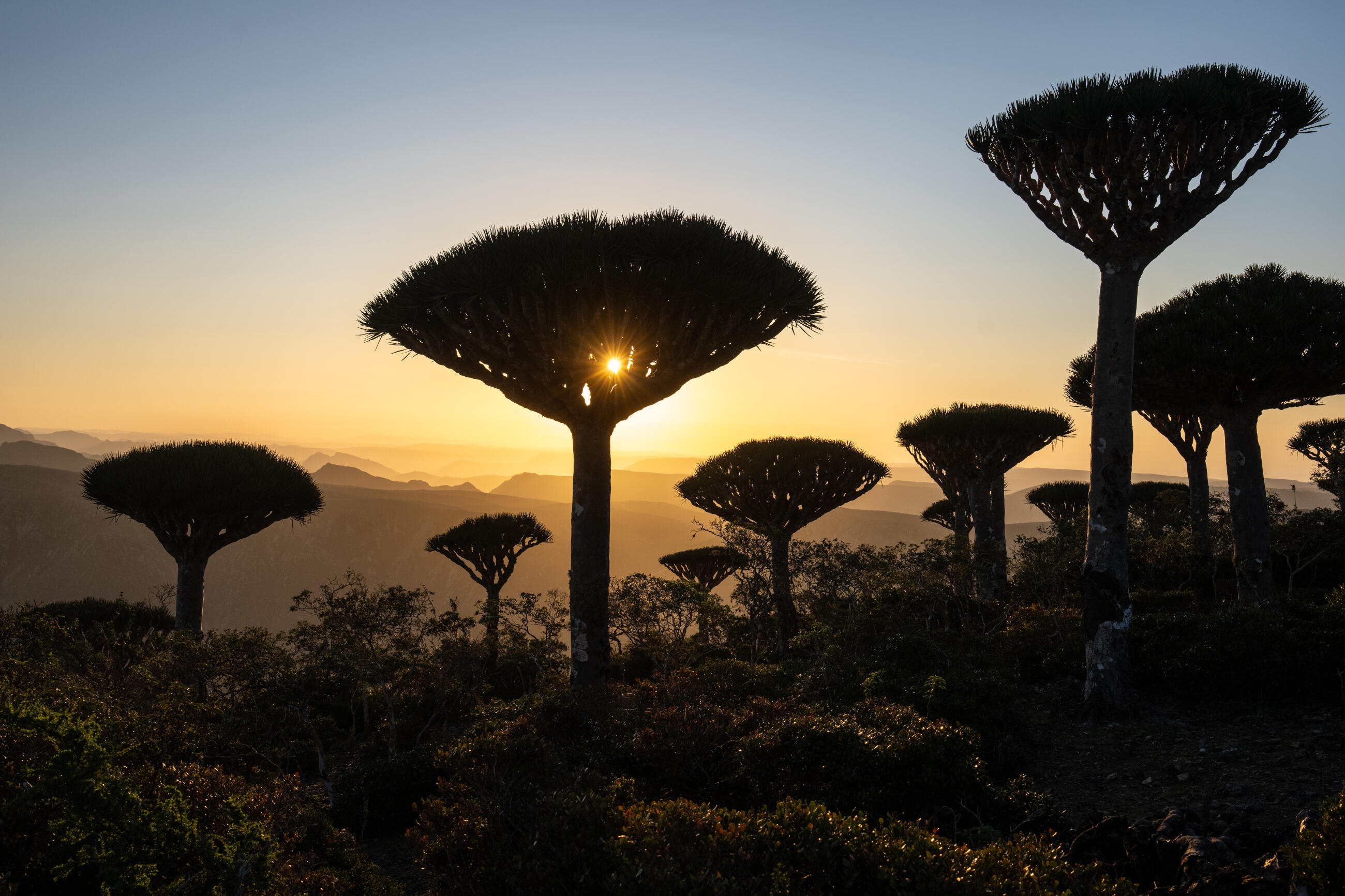 Socotra, 'Galapagos Of The Indian Ocean,' A Singular And Fragile Ecosystem