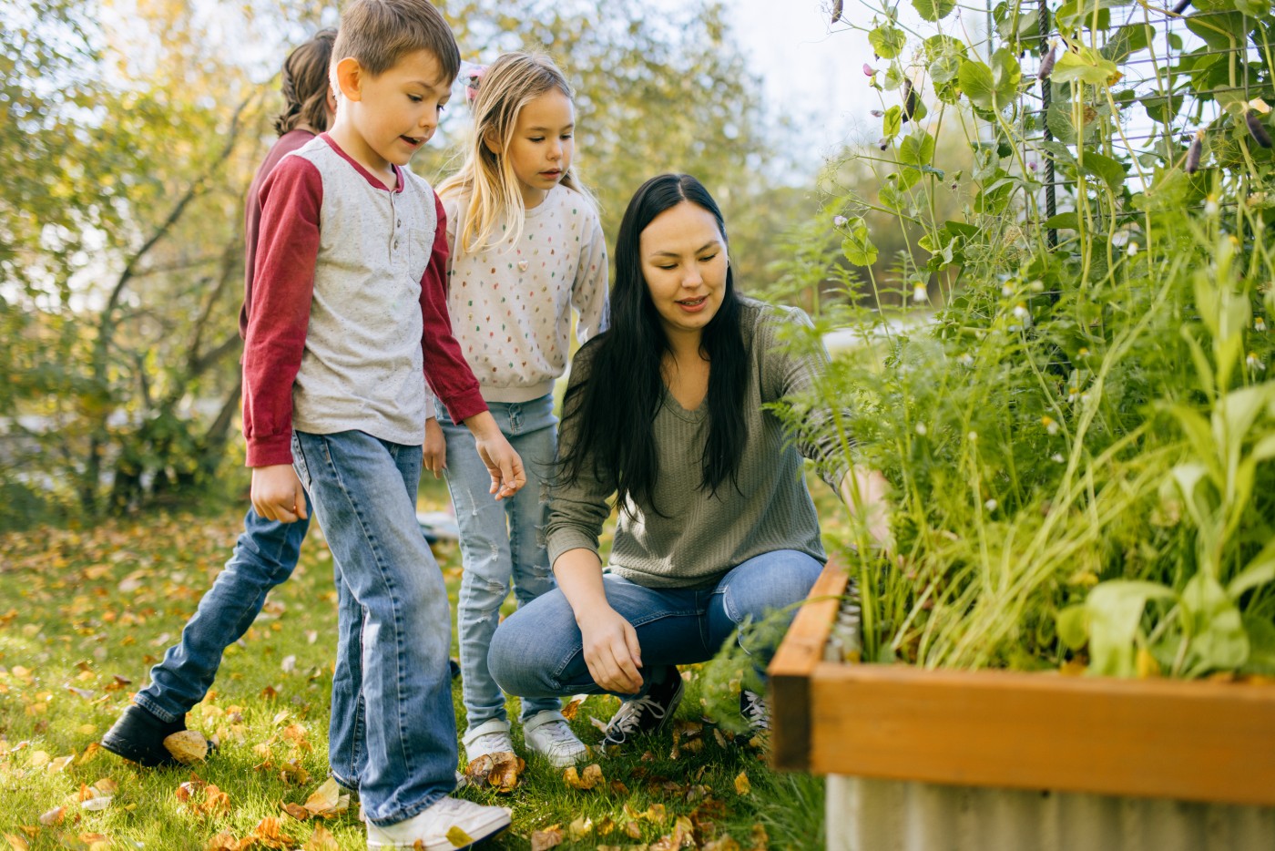 An Indigenous North American woman harvesting carrots with her son children in their backyard raised garden beds.   Shot in Palmer, Alaska, USA.