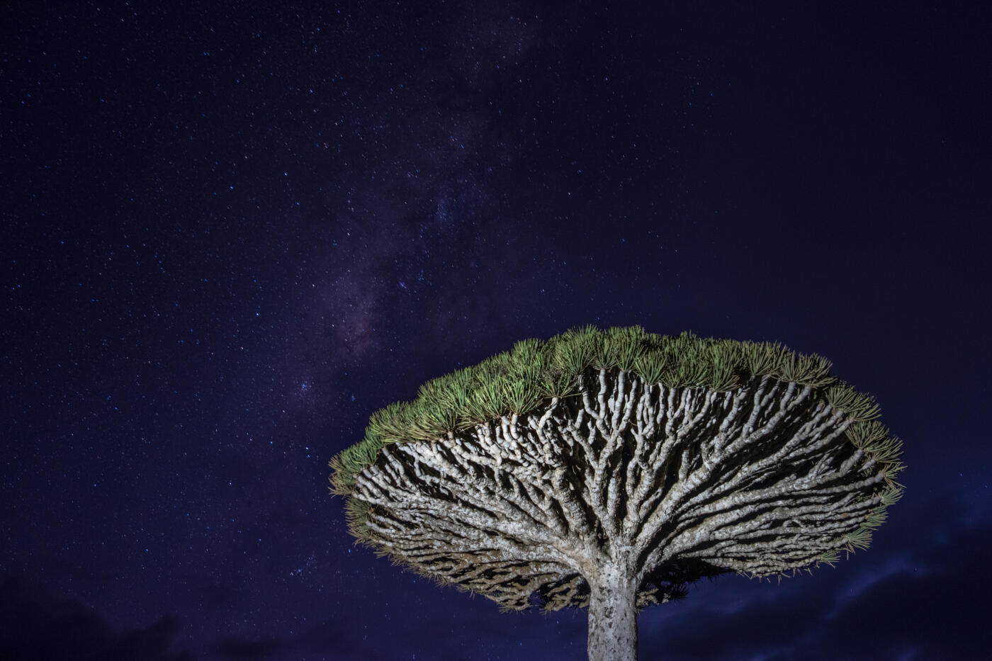 SOCOTRA ISLAND, YEMEN - OCTOBER 14: A dead dragon blood tree grows on the Diksam Plateau on October 14, 2025 in Socotra, Yemen. Socotra island, sometimes referred to as the "Galapagos Islands" of the Indian Ocean, lies about 150 miles off the coast of the Horn of Africa and is home to 825 plant species, more than a third of which are only found here. Among them are the otherworldly dragon's blood tree, bottle trees and 11 species of frankincense, 4 of which were classified as critically endangered in March of this year. The intensifying tropical cyclones in this part of the Indian Ocean, fuelled by climate change, has put the island's unique ecosystem at risk. Meanwhile, Yemen's civil war - as well as the region-destabilizing attacks on commercial vessels in the Red Sea - have complicated conservation efforts. (Photo by Carl Court/Getty Images)