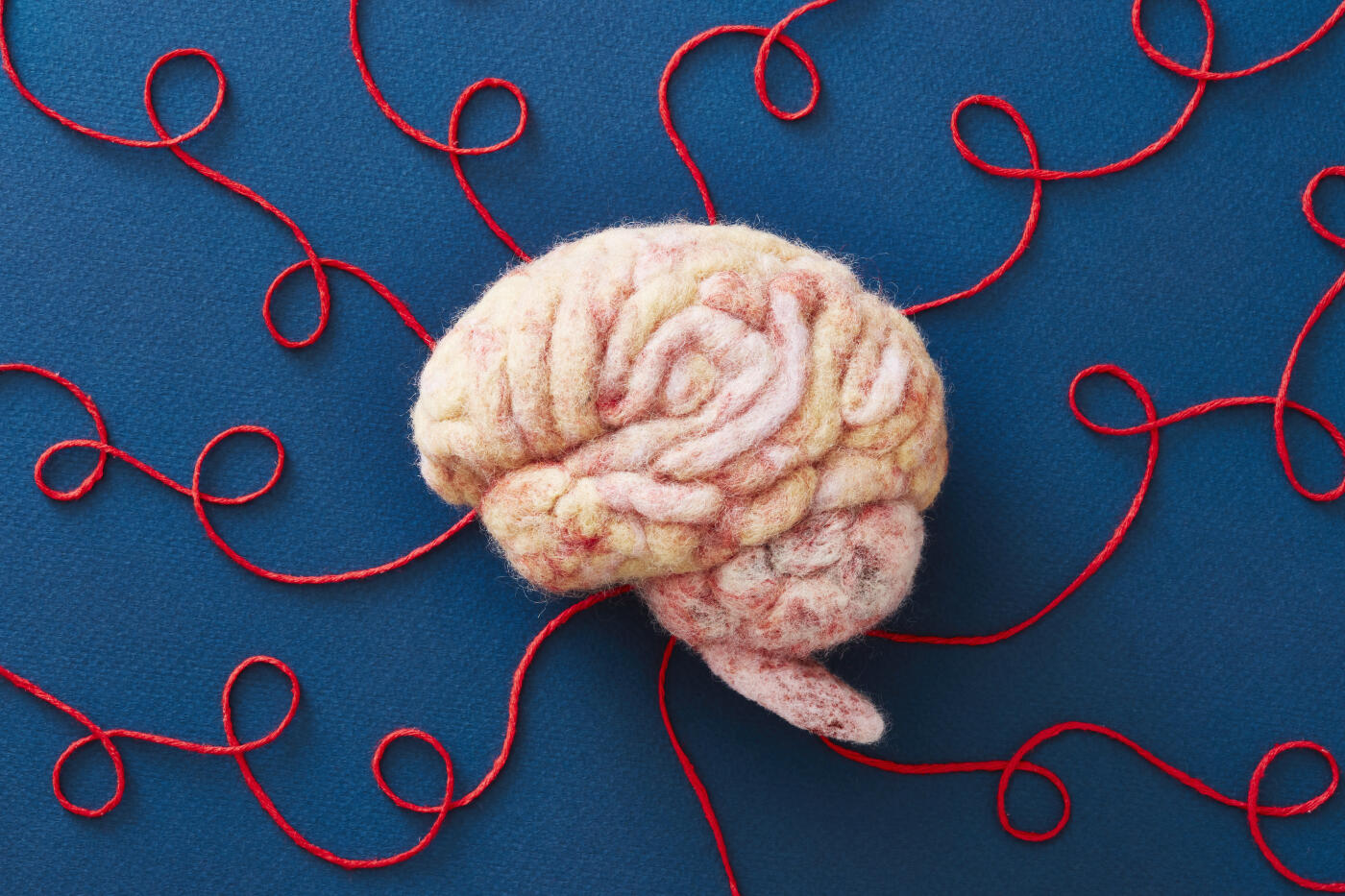 A human brain model made by needle felting