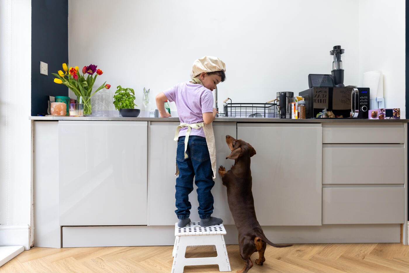 A wide shot of an adorable young boy dressed as a chef standing on a step stool at the kitchen counter, washing dishes at the sink. A curious dachshund looks up at him as he stands against the counter on two legs. A bright, modern kitchen with flowers and herbs in the background completes the wholesome home scene.

Videos are available similar to this scenario.