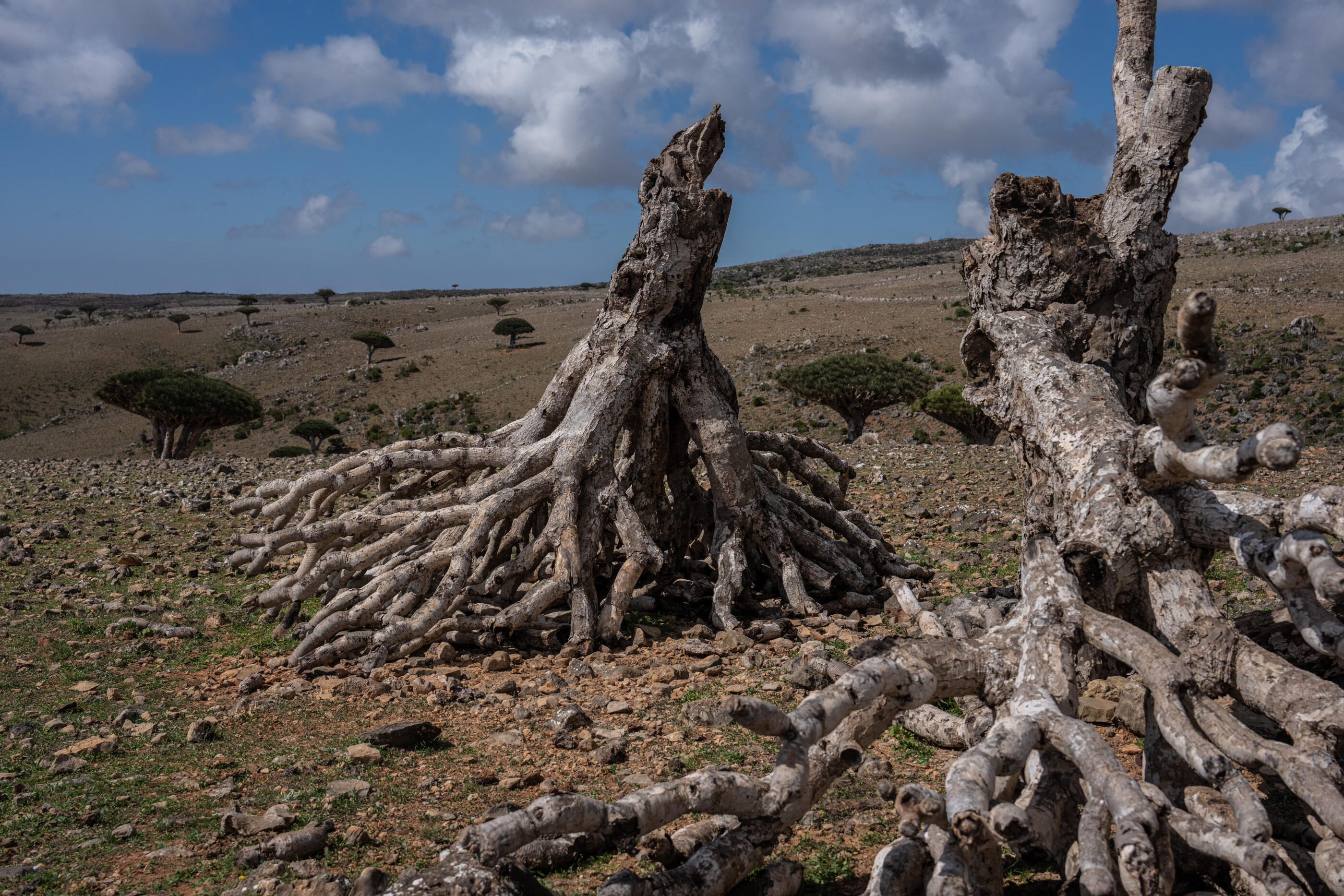 SOCOTRA ISLAND, YEMEN - OCTOBER 13: A dead dragon blood tree is pictured on Diksam Plateau on October 13, 2025 in Socotra, Yemen. Socotra island, sometimes referred to as the "Galapagos Islands" of the Indian Ocean, lies about 150 miles off the coast of the Horn of Africa and is home to 825 plant species, more than a third of which are only found here. Among them are the otherworldly dragon's blood tree, bottle trees and 11 species of frankincense, 4 of which were classified as critically endangered in March of this year. The intensifying tropical cyclones in this part of the Indian Ocean, fuelled by climate change, has put the island's unique ecosystem at risk. Meanwhile, Yemen's civil war - as well as the region-destabilizing attacks on commercial vessels in the Red Sea - have complicated conservation efforts. (Photo by Carl Court/Getty Images)