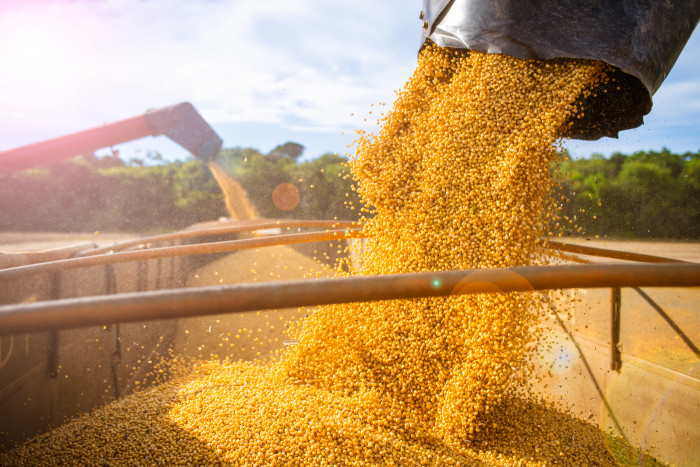 Harvesting and storing soybean