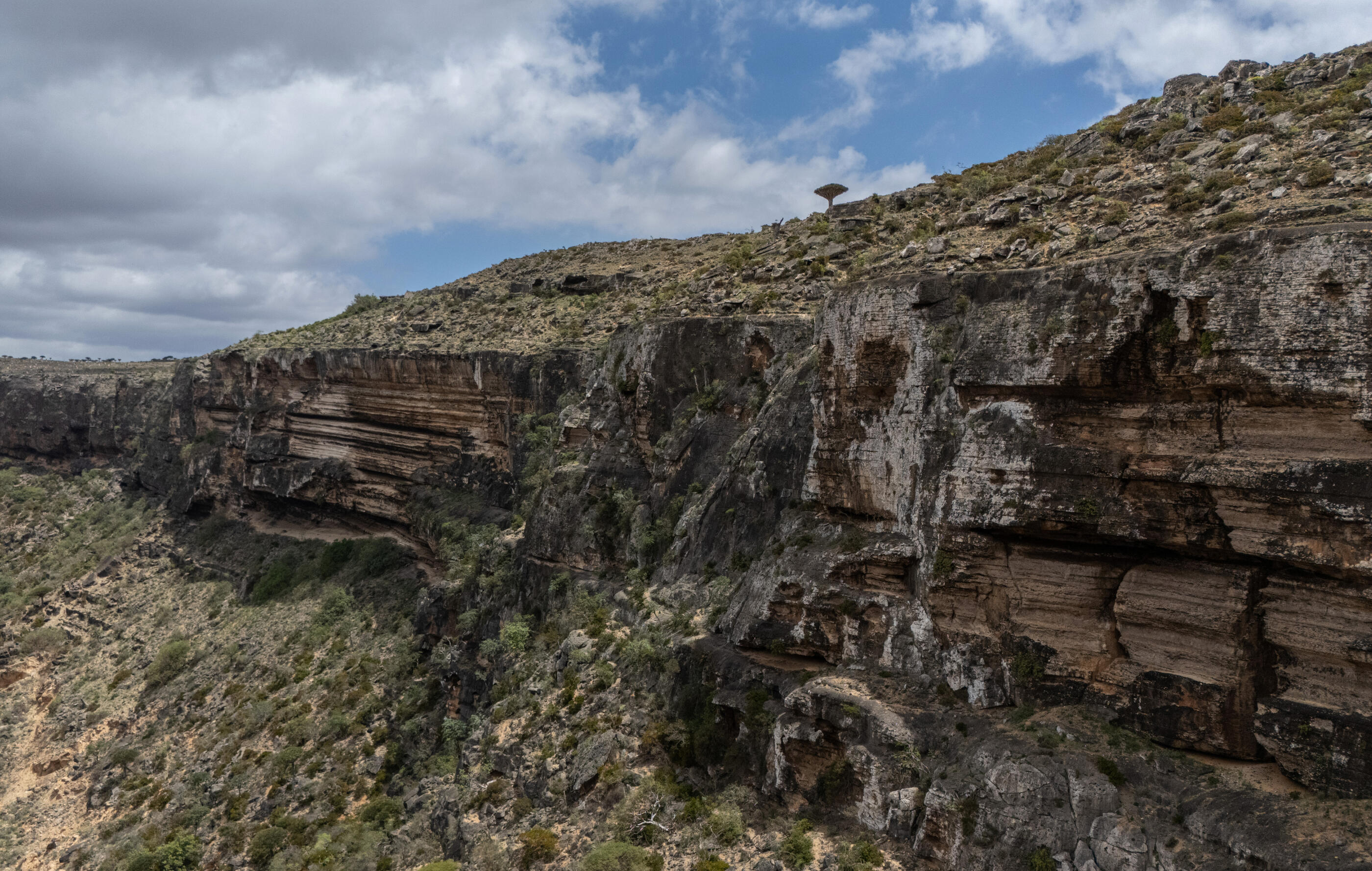 SOCOTRA ISLAND, YEMEN - OCTOBER 13: A dragon blood tree stands on a cliff edge overlooking a valley on October 13, 2025 in Socotra, Yemen. Socotra island, sometimes referred to as the "Galapagos Islands" of the Indian Ocean, lies about 150 miles off the coast of the Horn of Africa and is home to 825 plant species, more than a third of which are only found here. Among them are the otherworldly dragon's blood tree, bottle trees and 11 species of frankincense, 4 of which were classified as critically endangered in March of this year. The intensifying tropical cyclones in this part of the Indian Ocean, fuelled by climate change, has put the island's unique ecosystem at risk. Meanwhile, Yemen's civil war - as well as the region-destabilizing attacks on commercial vessels in the Red Sea - have complicated conservation efforts. (Photo by Carl Court/Getty Images)