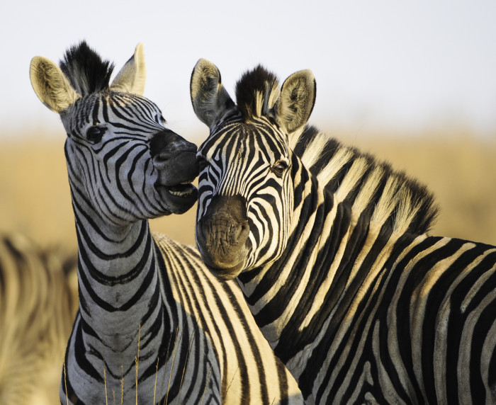 Portrait of zebras - stock photo