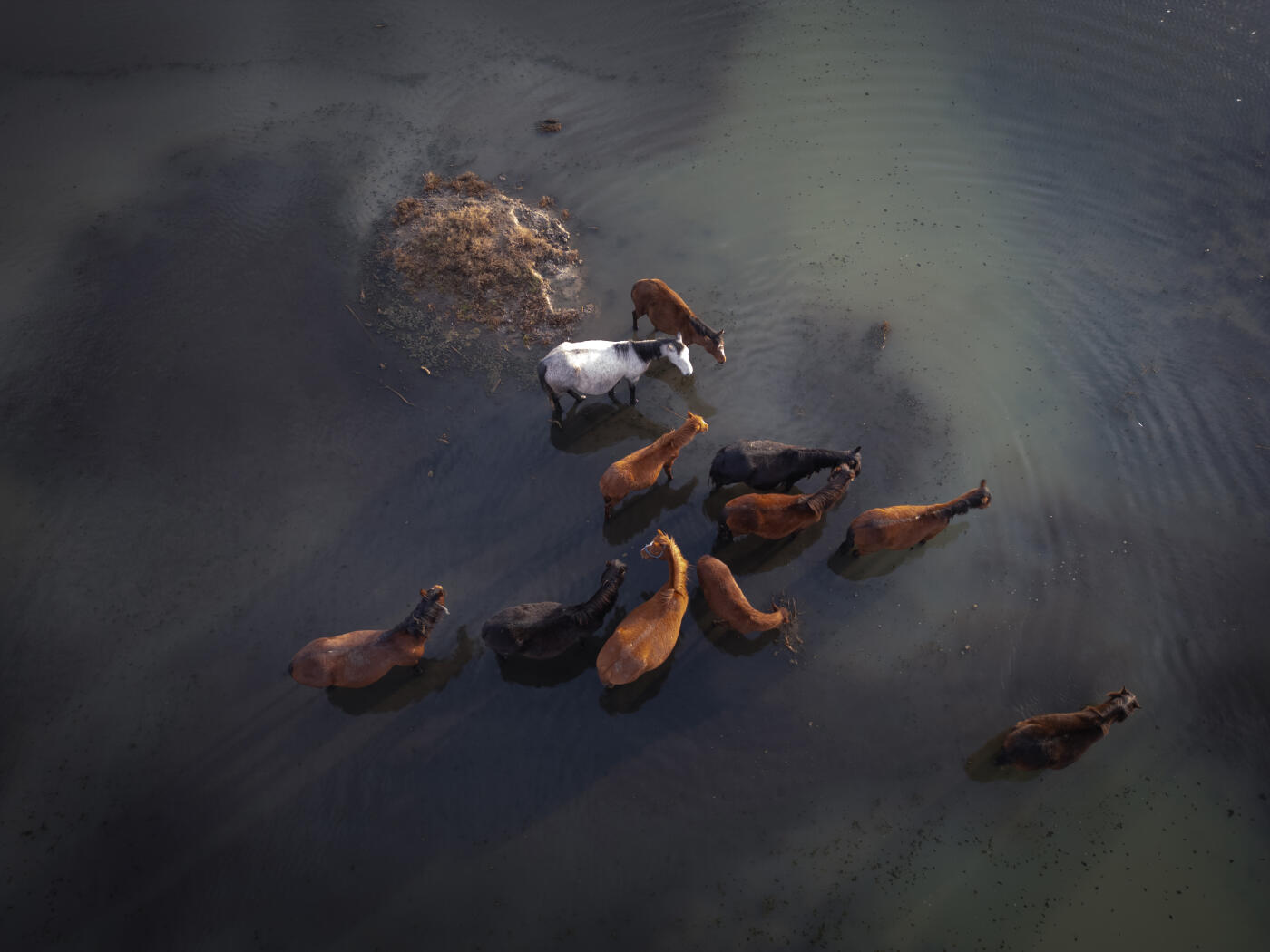 Aerial view of horses standing in floodwater, seeking refuge on a small, dry patch of land, highlighting the impact of natural disasters on animals
