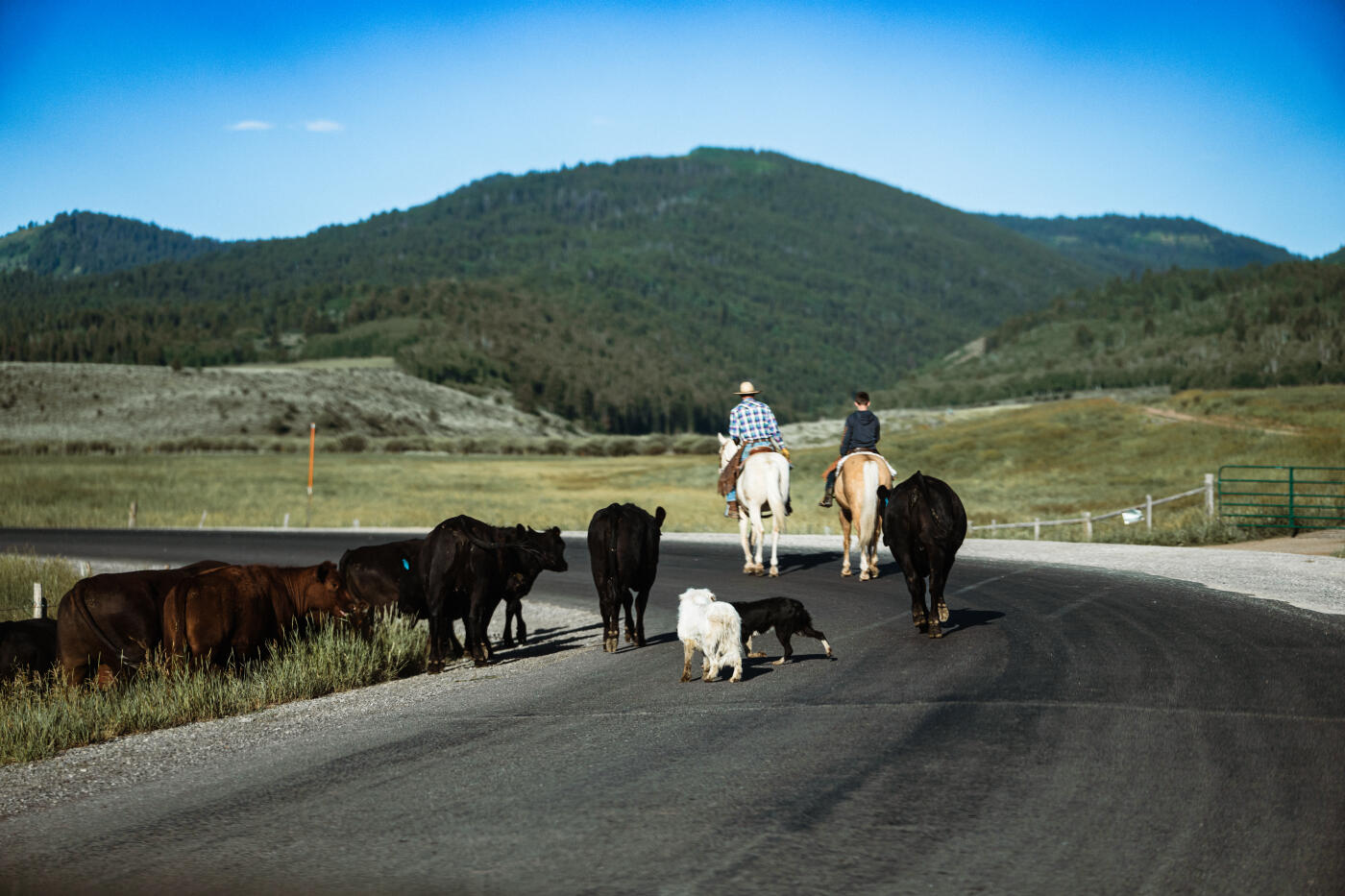 Two ranchers ride horseback with their cattle dogs, guiding a small herd of black and brown cattle along a rural highway surrounded by mountain foothills in western Wyoming.
