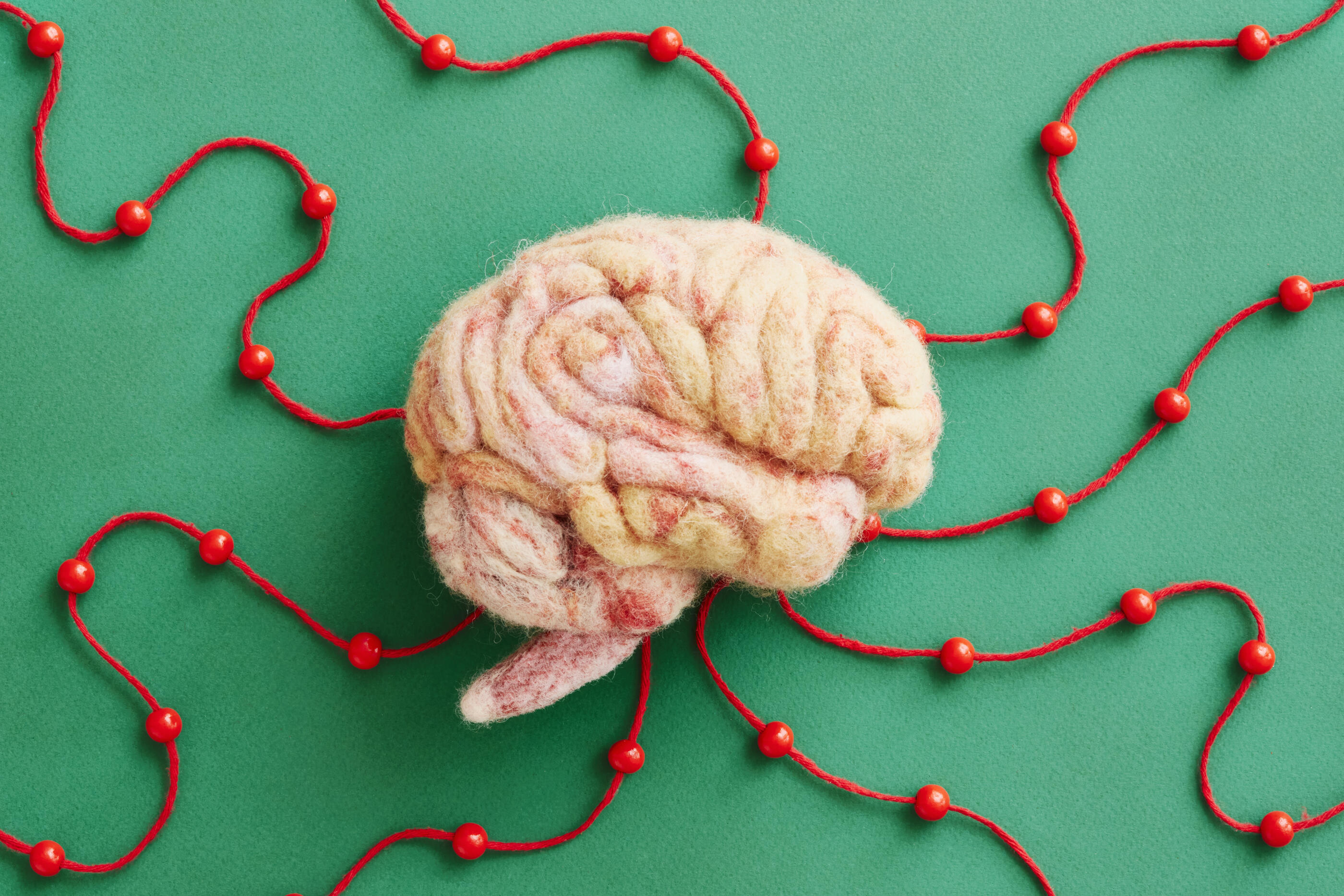 A human brain model made by needle felting