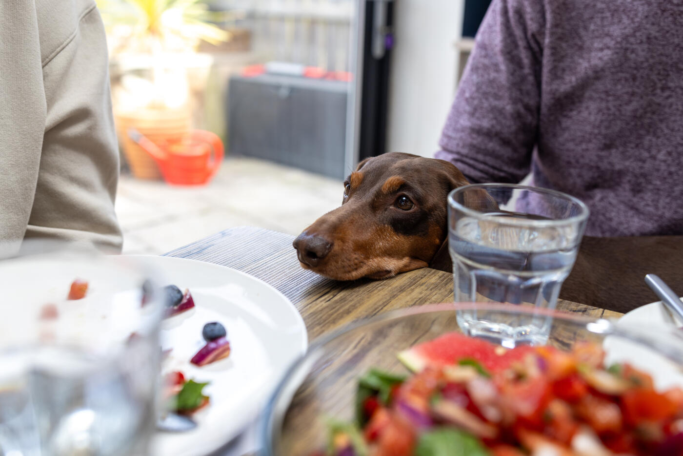 A close-up shot of a brown haired dachshund dog sitting on its owner's lap while resting its head on the dining table. The family are having a meal together, and the dog is eyeing up a plate with food on it. 

Videos are available similar to this scenario.