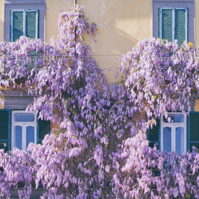 Balconies with flowering wisteria in Italy