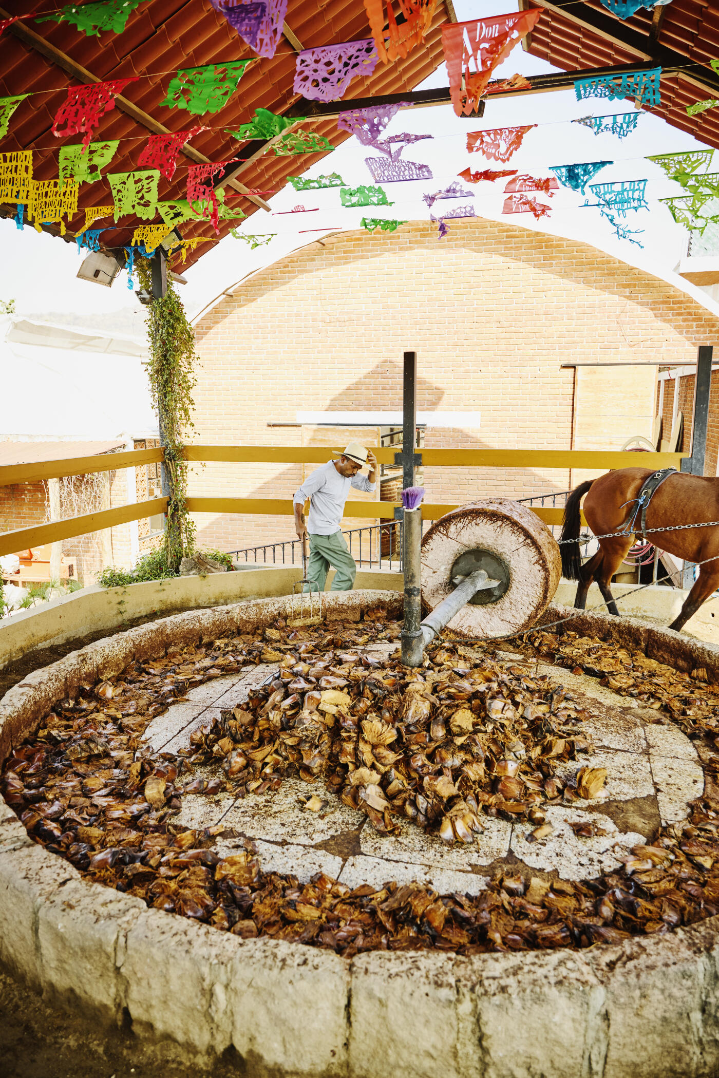 Wide shot of man working with horse-powered traditional tahona stone wheel crushing roasted agave hearts in authentic Mexican mezcal distillery
