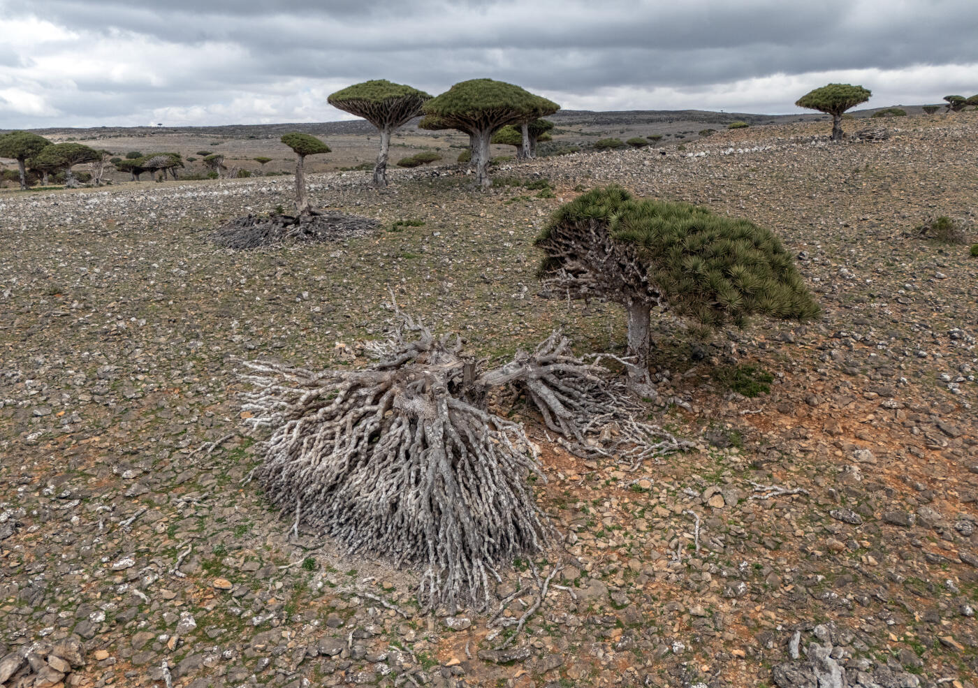 SOCOTRA ISLAND, YEMEN - OCTOBER 13: A dead dragon blood tree is pictured on October 13, 2025 in Socotra, Yemen. Socotra island, sometimes referred to as the "Galapagos Islands" of the Indian Ocean, lies about 150 miles off the coast of the Horn of Africa and is home to 825 plant species, more than a third of which are only found here. Among them are the otherworldly dragon's blood tree, bottle trees and 11 species of frankincense, 4 of which were classified as critically endangered in March of this year. The intensifying tropical cyclones in this part of the Indian Ocean, fuelled by climate change, has put the island's unique ecosystem at risk. Meanwhile, Yemen's civil war - as well as the region-destabilizing attacks on commercial vessels in the Red Sea - have complicated conservation efforts. (Photo by Carl Court/Getty Images)