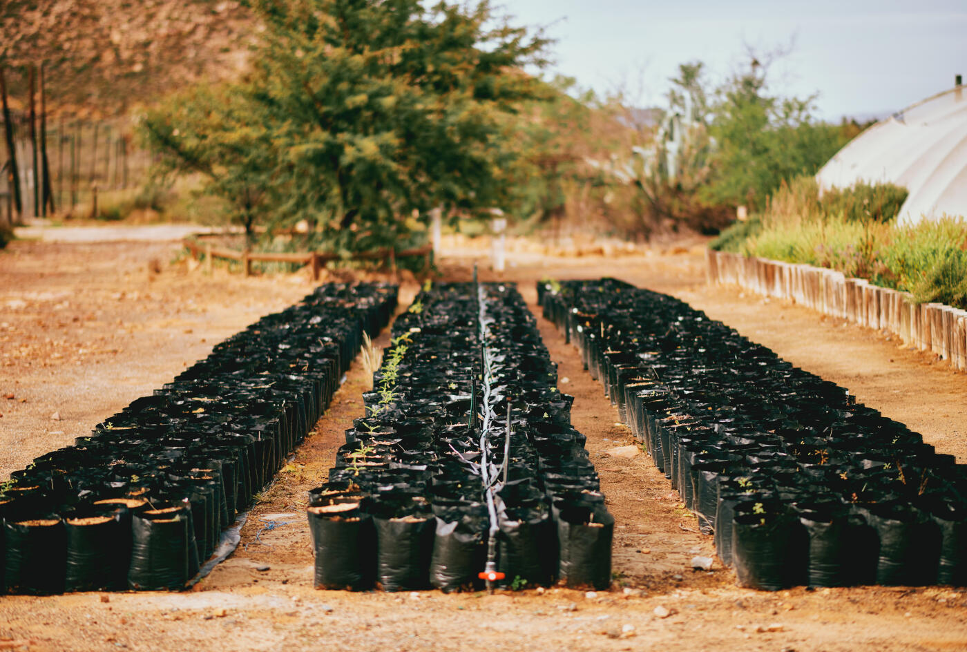 Neatly arranged rows of seedlings in black bags line a dry, arid landscape. A sparse tree and dry vegetation add to the natural setting.