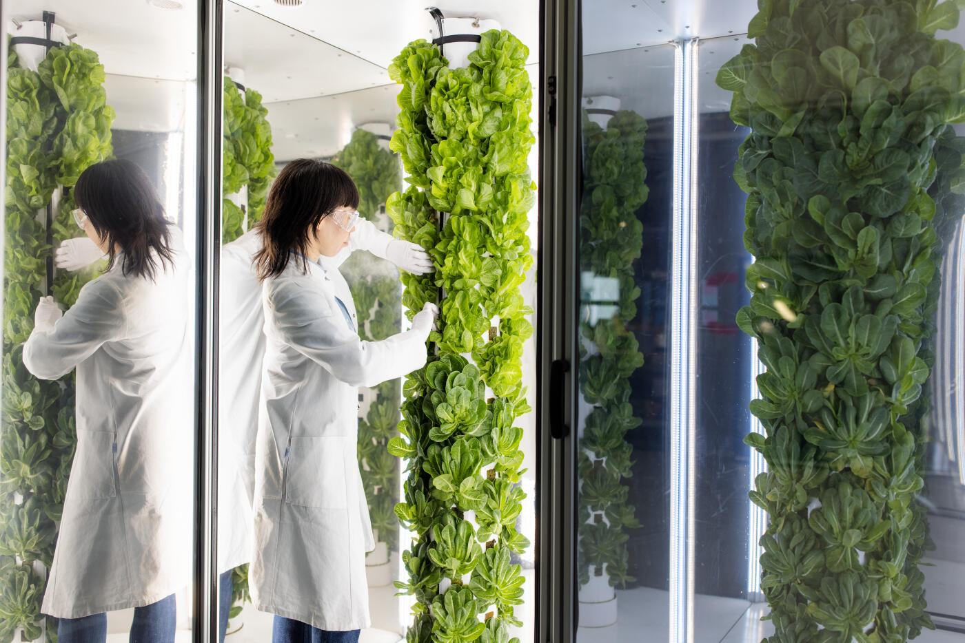 Female scientist ensuring the mist flow is adequate while examining green lettuce on aeroponic towers in a vertical farming facility, showcasing her expertise in advanced agricultural techniques.