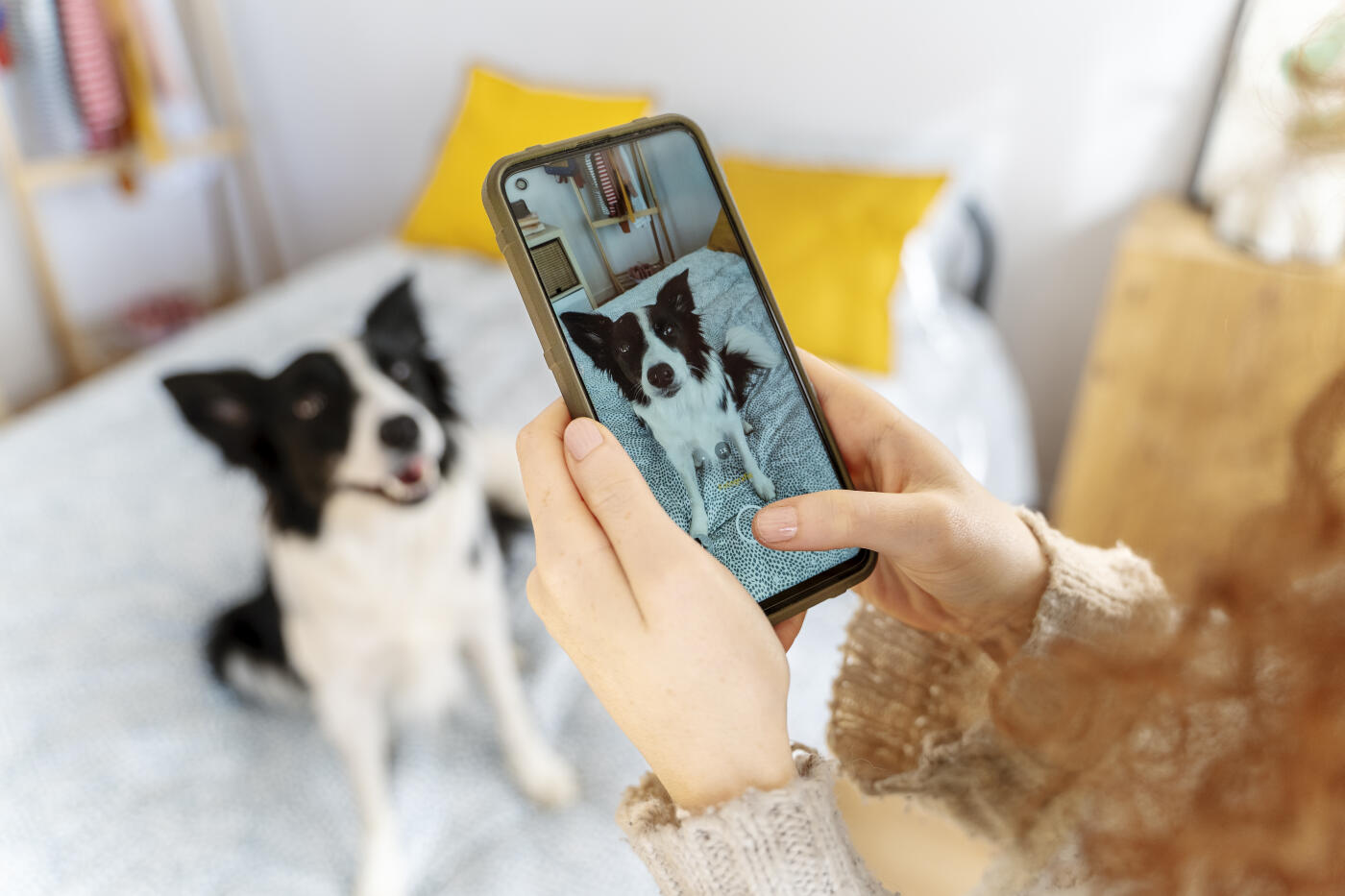 Young woman taking a photo of her dog sitting on the bed using a smartphone. Her dog is a Border Collie.