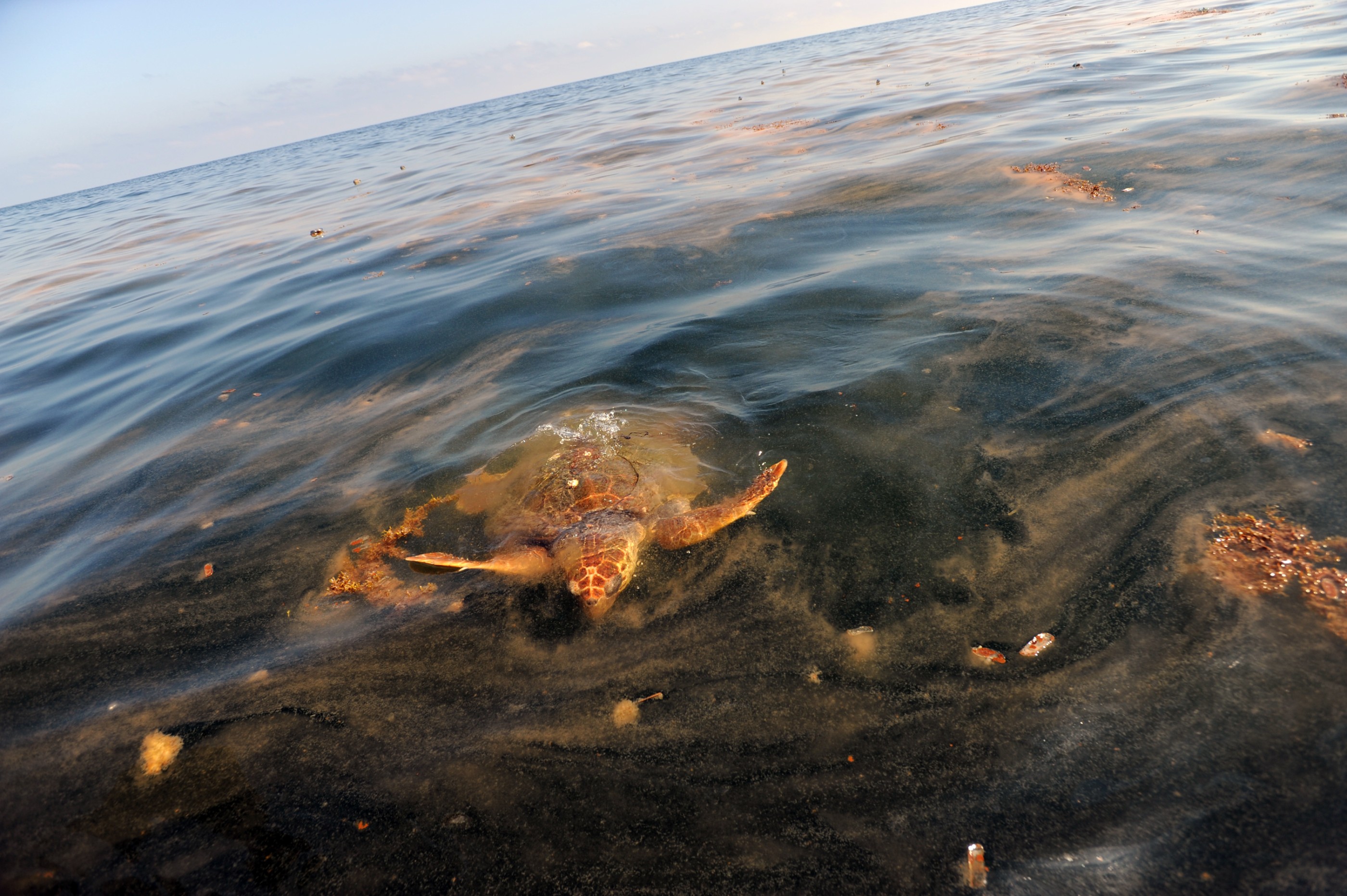 South Pass, LA - MAY 5:  A sea turtle surfaces to feed on Portuguese Man-O-War contaminated with oil due to the spill from the Deepwater Horizon rig disaster float dying on the water 15 miles from closest land which is at South Pass, La. on May 5, 2010 (Photo by Carol Guzy/The Washington Post via Getty Images )  StaffPhoto imported to Merlin on  Wed May  5 20:54:02 2010