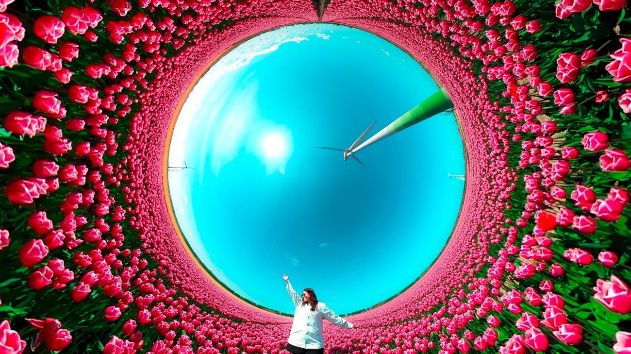 Unique point of view from directly below inside the red tulips in the North Holland fields during sunny day with creative perspective. Netherlands.