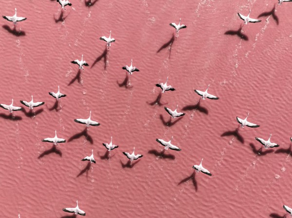 Drone image close to flamingos flying over Laguna Colorada, Bolivia