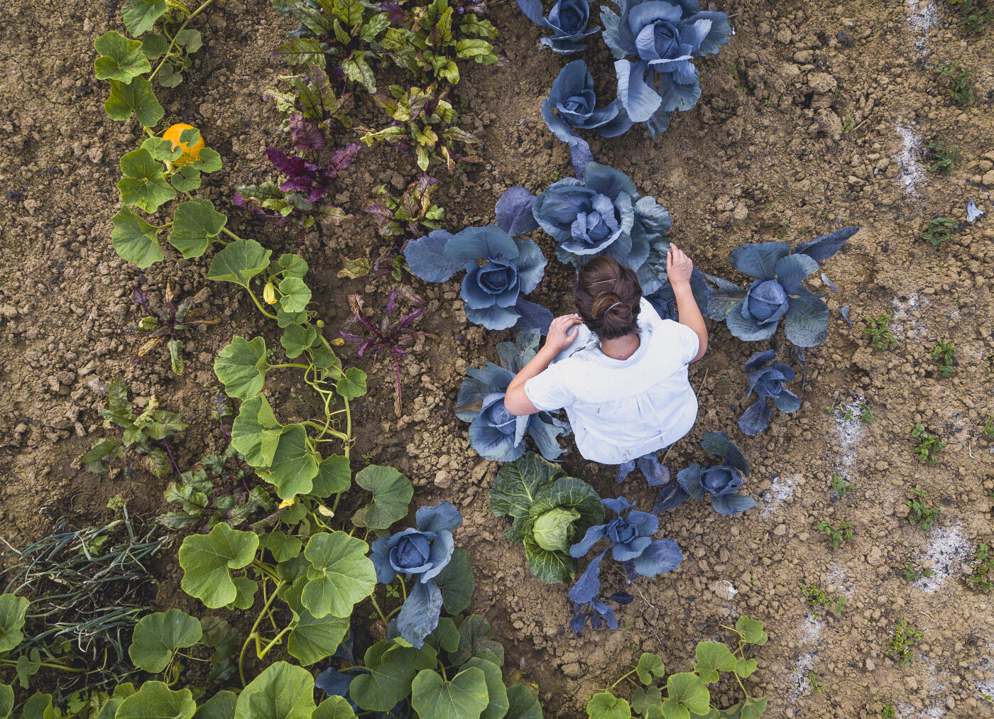 A mid adult Caucasian female is tending to cabbage plants in an organic home garden. She is surrounded by lush greenery and vibrant vegetables, demonstrating sustainable and eco-friendly gardening practices in a backyard setting.