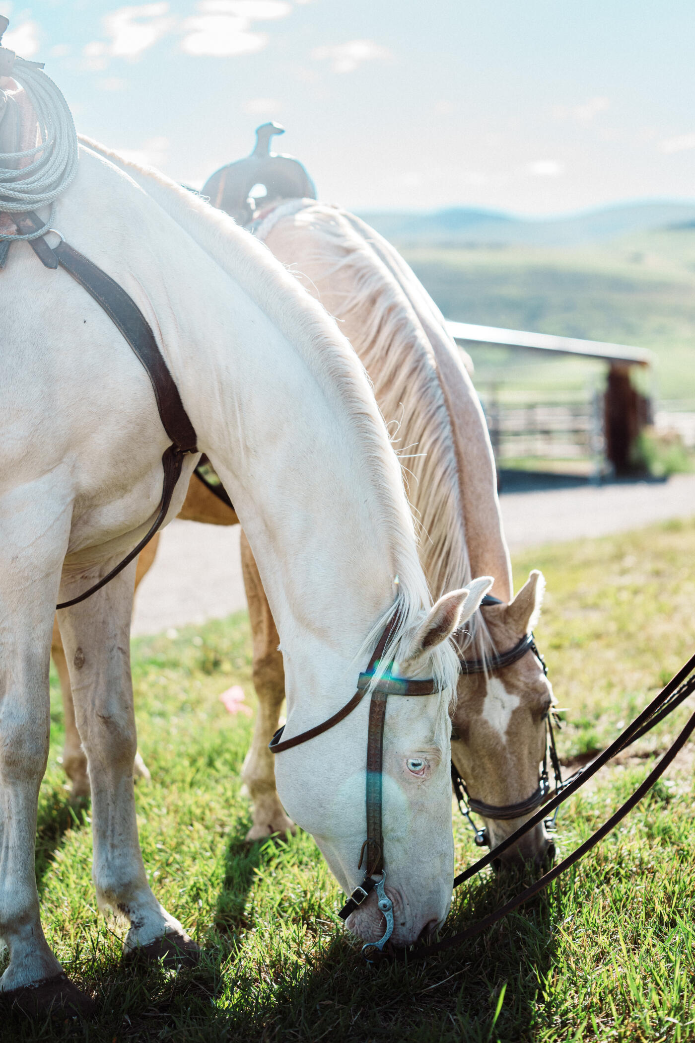 Two saddled horses graze calmly in the afternoon sun near the corral on a Wyoming ranch.
