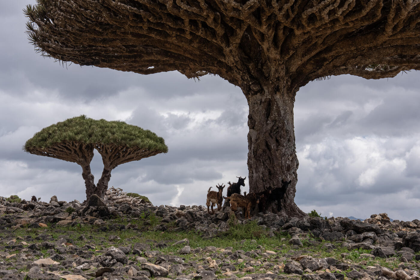 SOCOTRA ISLAND, YEMEN - OCTOBER 13: Goats stand beneath a dragon blood tree on October 13, 2025 in Socotra, Yemen. Socotra island, sometimes referred to as the "Galapagos Islands" of the Indian Ocean, lies about 150 miles off the coast of the Horn of Africa and is home to 825 plant species, more than a third of which are only found here. Among them are the otherworldly dragon's blood tree, bottle trees and 11 species of frankincense, 4 of which were classified as critically endangered in March of this year. The intensifying tropical cyclones in this part of the Indian Ocean, fuelled by climate change, has put the island's unique ecosystem at risk. Meanwhile, Yemen's civil war - as well as the region-destabilizing attacks on commercial vessels in the Red Sea - have complicated conservation efforts. (Photo by Carl Court/Getty Images)