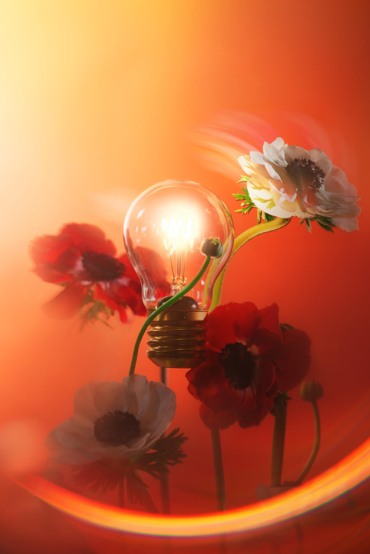 Glowing lightbulb among red and white anemones on warm orange background, energy and transformation concept, ideas and vitality