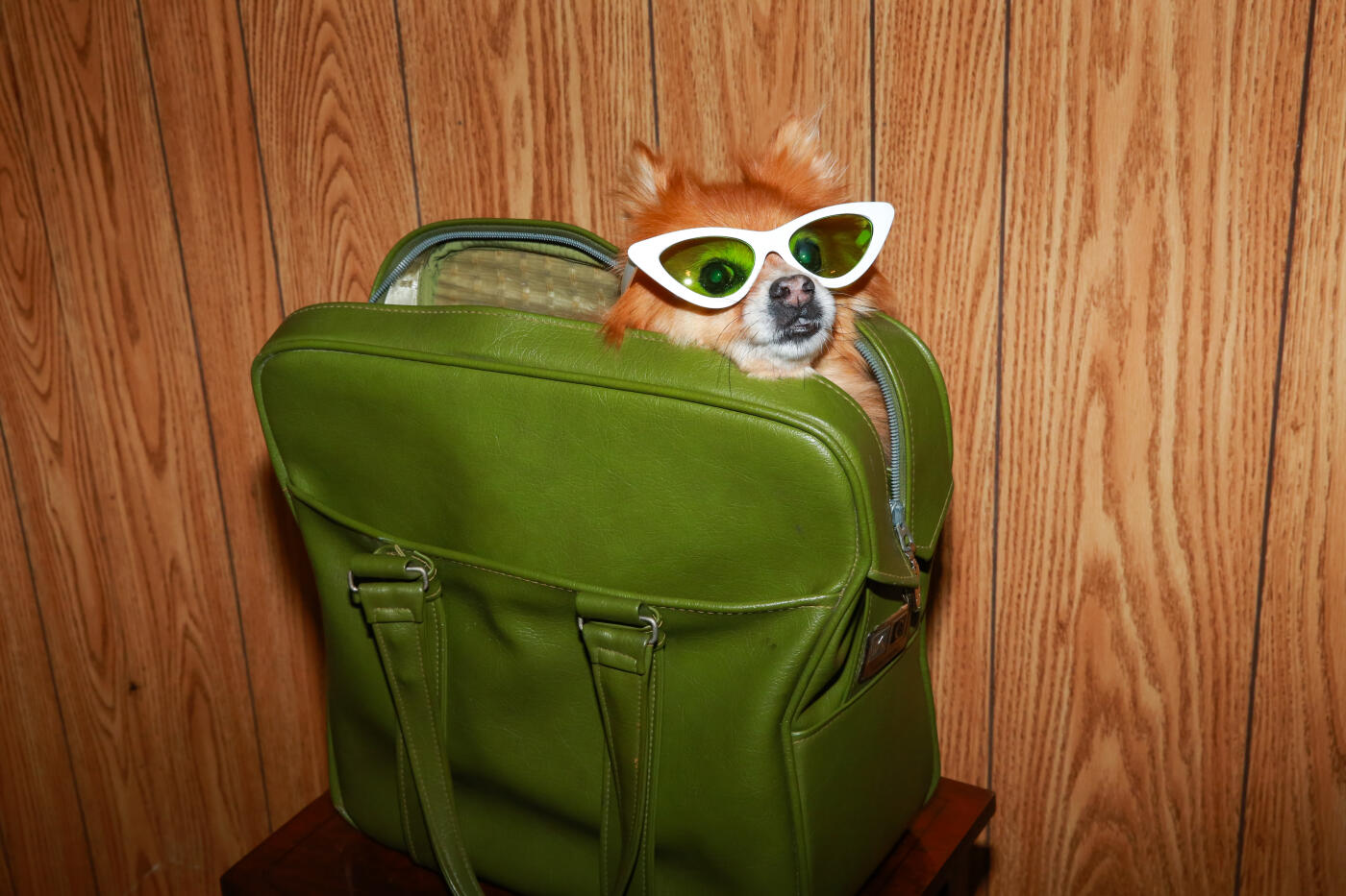 Spoiled dog wearing sunglasses, stylish cat eye sunglasses with 1960s style 1970s fashion. Celebrity fame concept of pampered pet for traveling with pets, stylish dog, or pet travel in a dog carrier. Funny dog is a Pomeranian small dog breed. Cute dog inside nostalgic avocado green vintage luggage carry-on bag indoors against groovy 70s wood paneling. Part of a series.