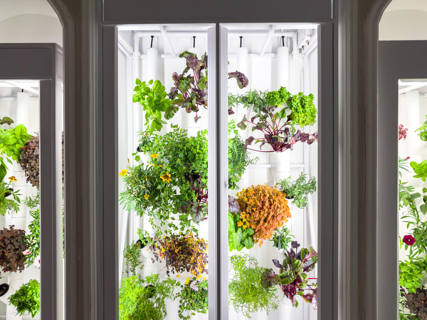 Smart vertical indoor farm growing fresh spice microgreens - swiss chard, basil and sorrel with advanced hydroponic techniques. Controlled watering, fertilization, home gardening, organic food for eat