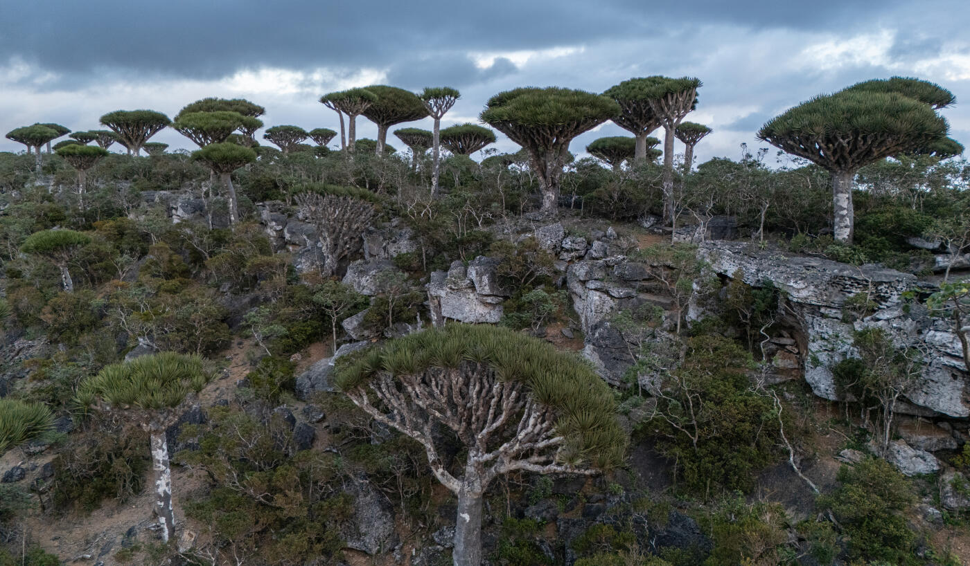 SOCOTRA ISLAND, YEMEN - OCTOBER 13: Dragon blood trees are pictured in Firmihin Forest, the largest concentration of the trees, on October 13, 2025 in Socotra, Yemen. Socotra island, sometimes referred to as the "Galapagos Islands" of the Indian Ocean, lies about 150 miles off the coast of the Horn of Africa and is home to 825 plant species, more than a third of which are only found here. Among them are the otherworldly dragon's blood tree, bottle trees and 11 species of frankincense, 4 of which were classified as critically endangered in March of this year. The intensifying tropical cyclones in this part of the Indian Ocean, fuelled by climate change, has put the island's unique ecosystem at risk. Meanwhile, Yemen's civil war - as well as the region-destabilizing attacks on commercial vessels in the Red Sea - have complicated conservation efforts. (Photo by Carl Court/Getty Images)
