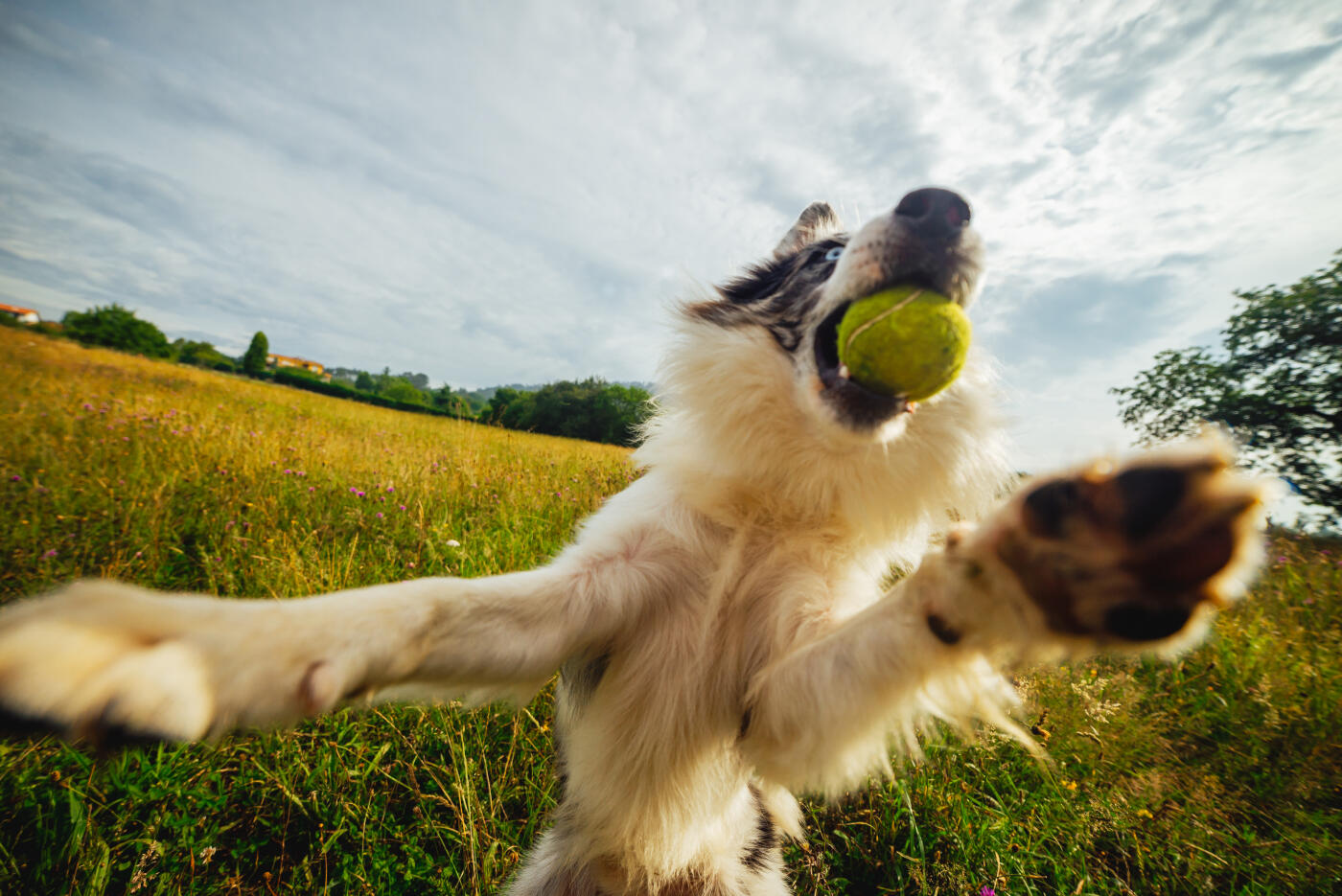 Motion blurred border collie breed dog catching a tennis ball in flight. happy dog playing in the field
