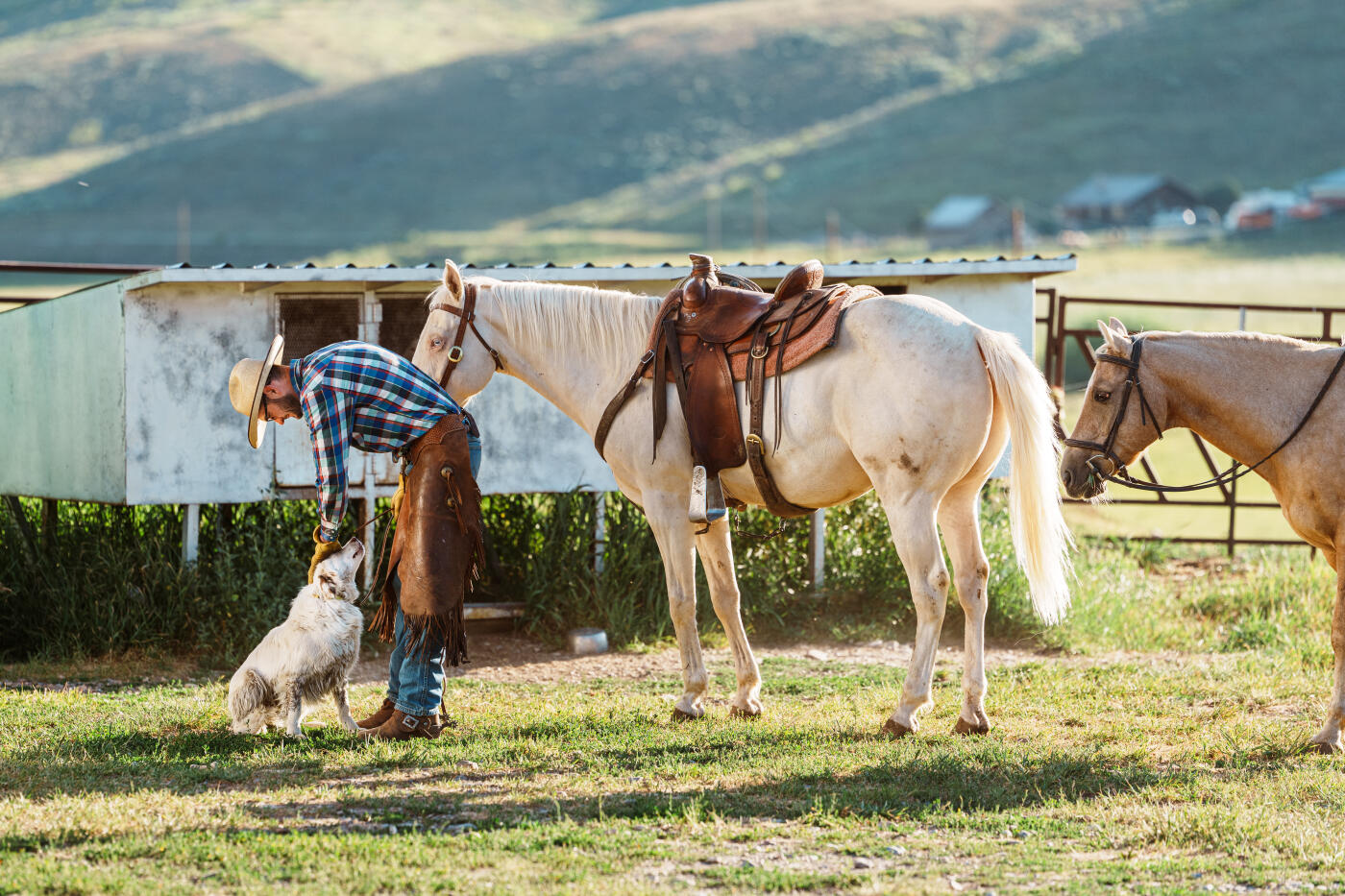 A rancher bends down to pet his herding dog while preparing his saddled horse for cattle work on a sunny Wyoming morning.