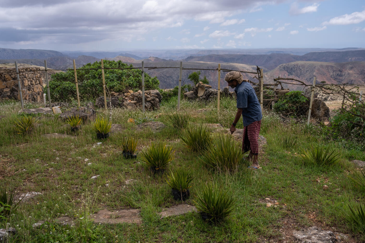 SOCOTRA ISLAND, YEMEN - OCTOBER 14: A guide walks past young dragon blood trees growing in a nursery on October 14, 2025 in Socotra, Yemen. Socotra island, sometimes referred to as the "Galapagos Islands" of the Indian Ocean, lies about 150 miles off the coast of the Horn of Africa and is home to 825 plant species, more than a third of which are only found here. Among them are the otherworldly dragon's blood tree, bottle trees and 11 species of frankincense, 4 of which were classified as critically endangered in March of this year. The intensifying tropical cyclones in this part of the Indian Ocean, fuelled by climate change, has put the island's unique ecosystem at risk. Meanwhile, Yemen's civil war - as well as the region-destabilizing attacks on commercial vessels in the Red Sea - have complicated conservation efforts. (Photo by Carl Court/Getty Images)