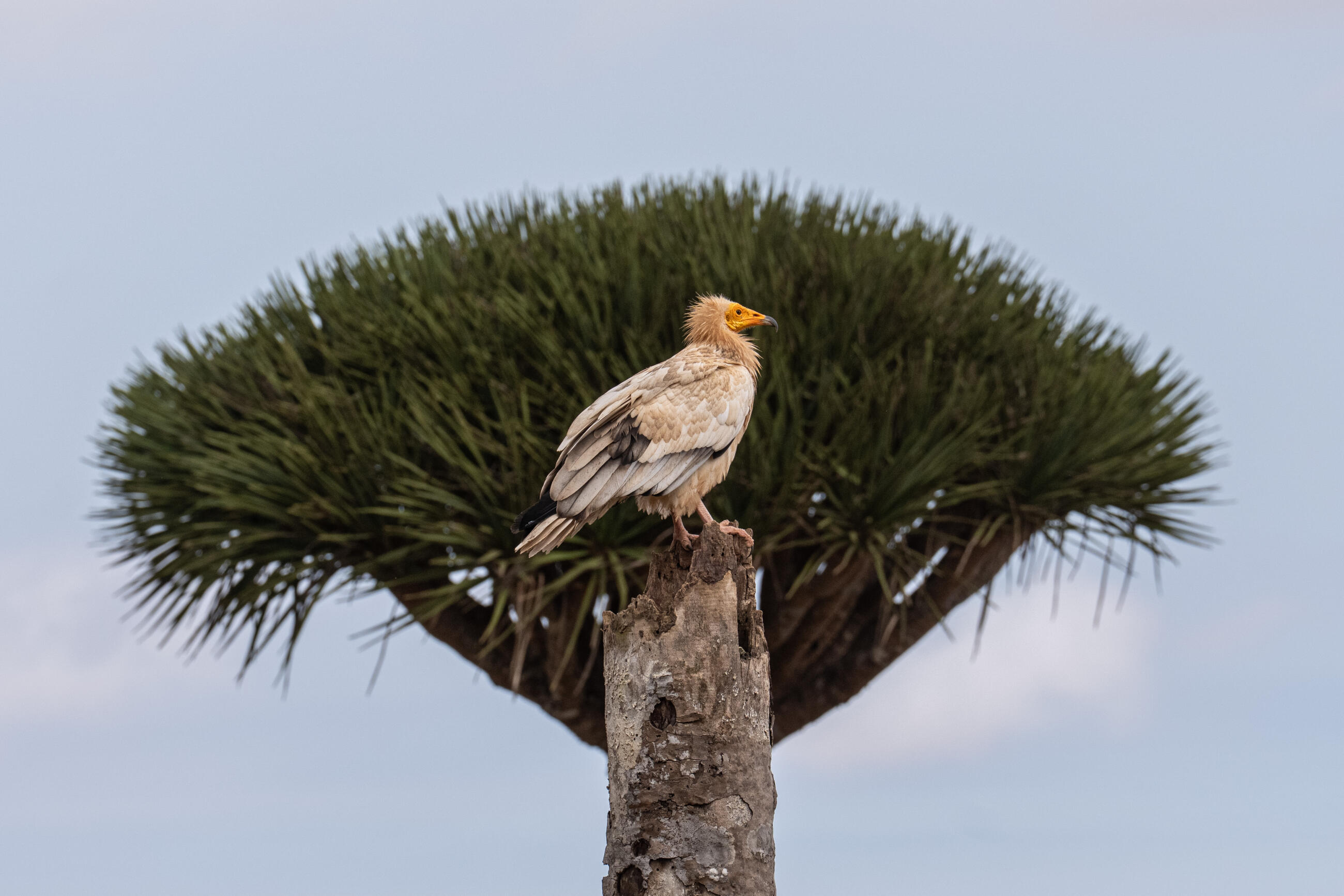 Socotra, 'Galapagos Of The Indian Ocean,' A Singular And Fragile Ecosystem