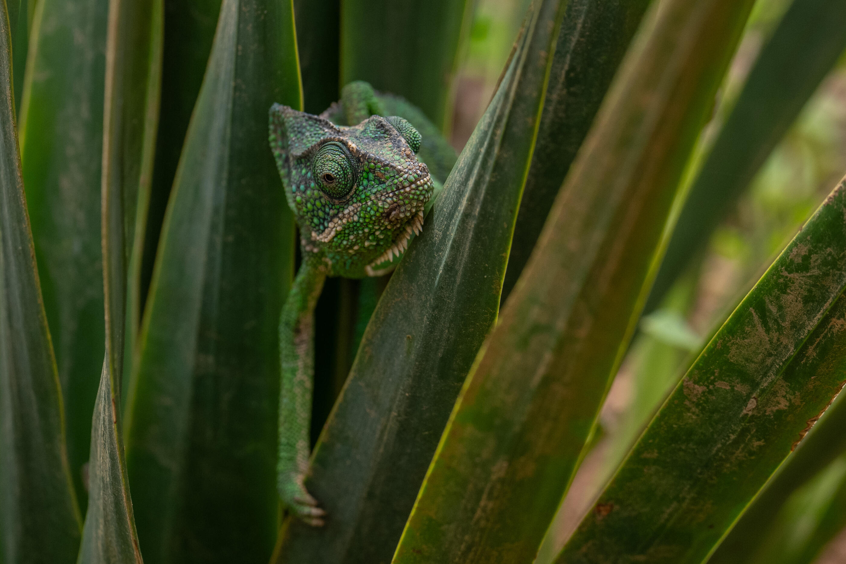 SOCOTRA ISLAND, YEMEN - OCTOBER 14: A Socotran chameleon, endemic to the island of Socotra, climbs through a young dragon blood tree on October 14, 2025 in Socotra, Yemen. Socotra island, sometimes referred to as the "Galapagos Islands" of the Indian Ocean, lies about 150 miles off the coast of the Horn of Africa and is home to 825 plant species, more than a third of which are only found here. Among them are the otherworldly dragon's blood tree, bottle trees and 11 species of frankincense, 4 of which were classified as critically endangered in March of this year. The intensifying tropical cyclones in this part of the Indian Ocean, fuelled by climate change, has put the island's unique ecosystem at risk. Meanwhile, Yemen's civil war - as well as the region-destabilizing attacks on commercial vessels in the Red Sea - have complicated conservation efforts. (Photo by Carl Court/Getty Images)