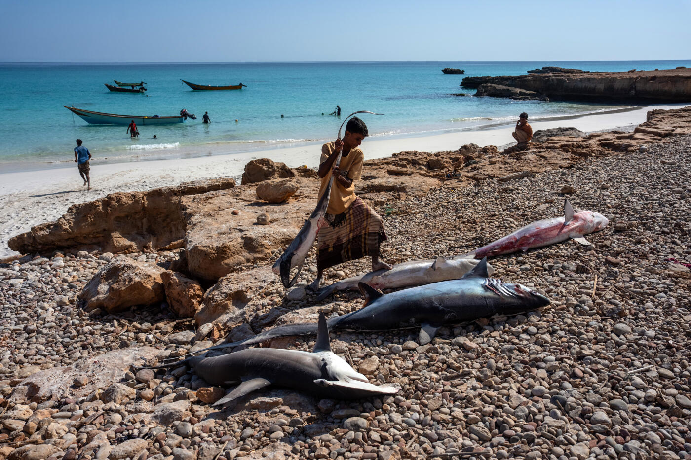 SOCOTRA ISLAND, YEMEN - OCTOBER 16: A young man carries recently caught sharks onto the shore on October 16, 2025 in Socotra, Yemen. Socotra island, sometimes referred to as the "Galapagos Islands" of the Indian Ocean, lies about 150 miles off the coast of the Horn of Africa and is home to 825 plant species, more than a third of which are only found here. Among them are the otherworldly dragon's blood tree, bottle trees and 11 species of frankincense, 4 of which were classified as critically endangered in March of this year. The intensifying tropical cyclones in this part of the Indian Ocean, fuelled by climate change, has put the island's unique ecosystem at risk. Meanwhile, Yemen's civil war - as well as the region-destabilizing attacks on commercial vessels in the Red Sea - have complicated conservation efforts. (Photo by Carl Court/Getty Images)