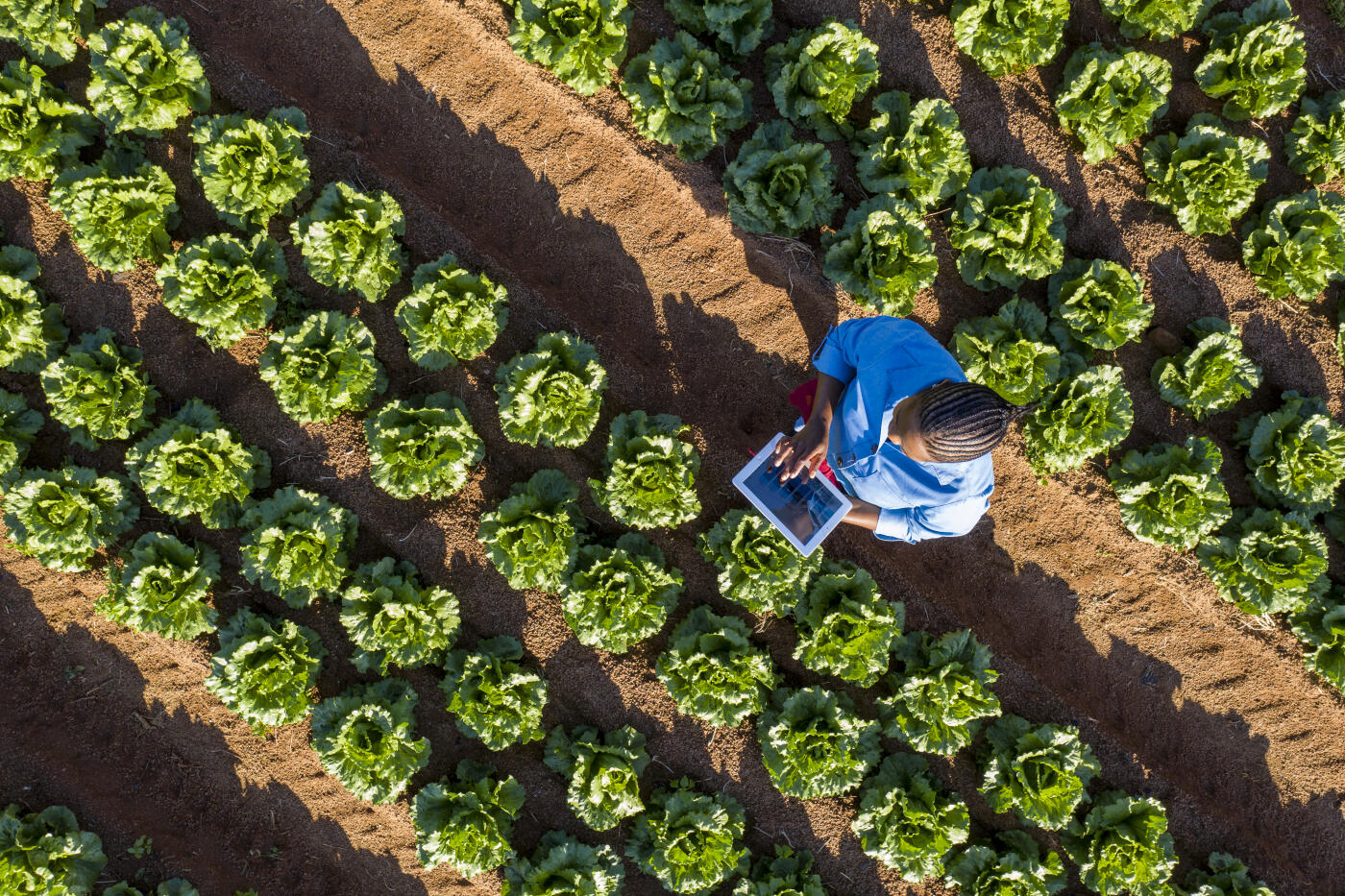 Modern farmers are using digital technology to collect data and monitor crops
