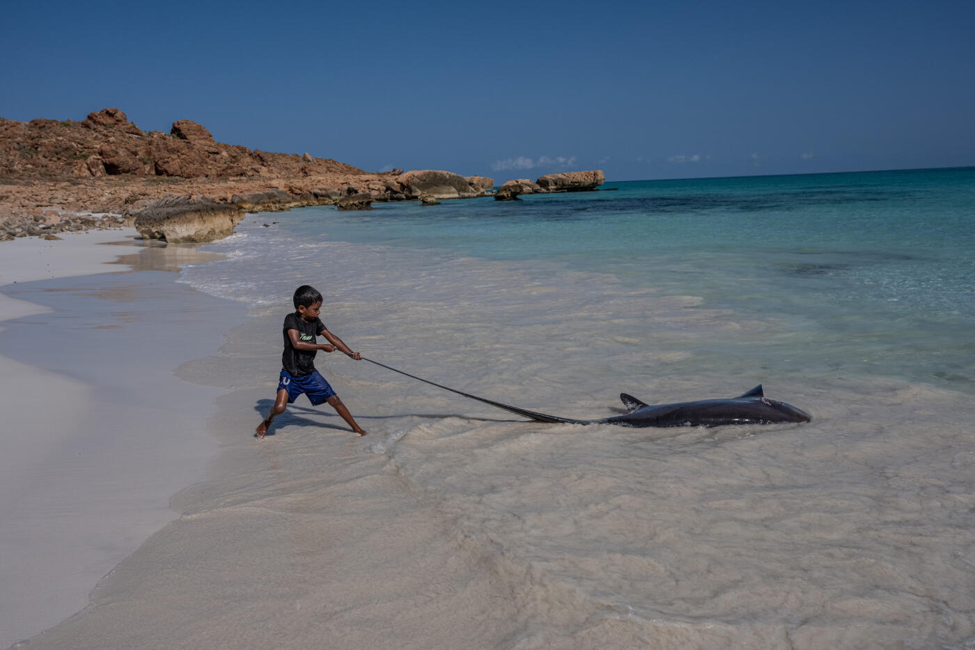 SOCOTRA ISLAND, YEMEN - OCTOBER 16: A boy tries to pull a recently caught thresher shark onto the beach on October 16, 2025 in Socotra, Yemen. Socotra island, sometimes referred to as the "Galapagos Islands" of the Indian Ocean, lies about 150 miles off the coast of the Horn of Africa and is home to 825 plant species, more than a third of which are only found here. Among them are the otherworldly dragon's blood tree, bottle trees and 11 species of frankincense, 4 of which were classified as critically endangered in March of this year. The intensifying tropical cyclones in this part of the Indian Ocean, fuelled by climate change, has put the island's unique ecosystem at risk. Meanwhile, Yemen's civil war - as well as the region-destabilizing attacks on commercial vessels in the Red Sea - have complicated conservation efforts. (Photo by Carl Court/Getty Images)