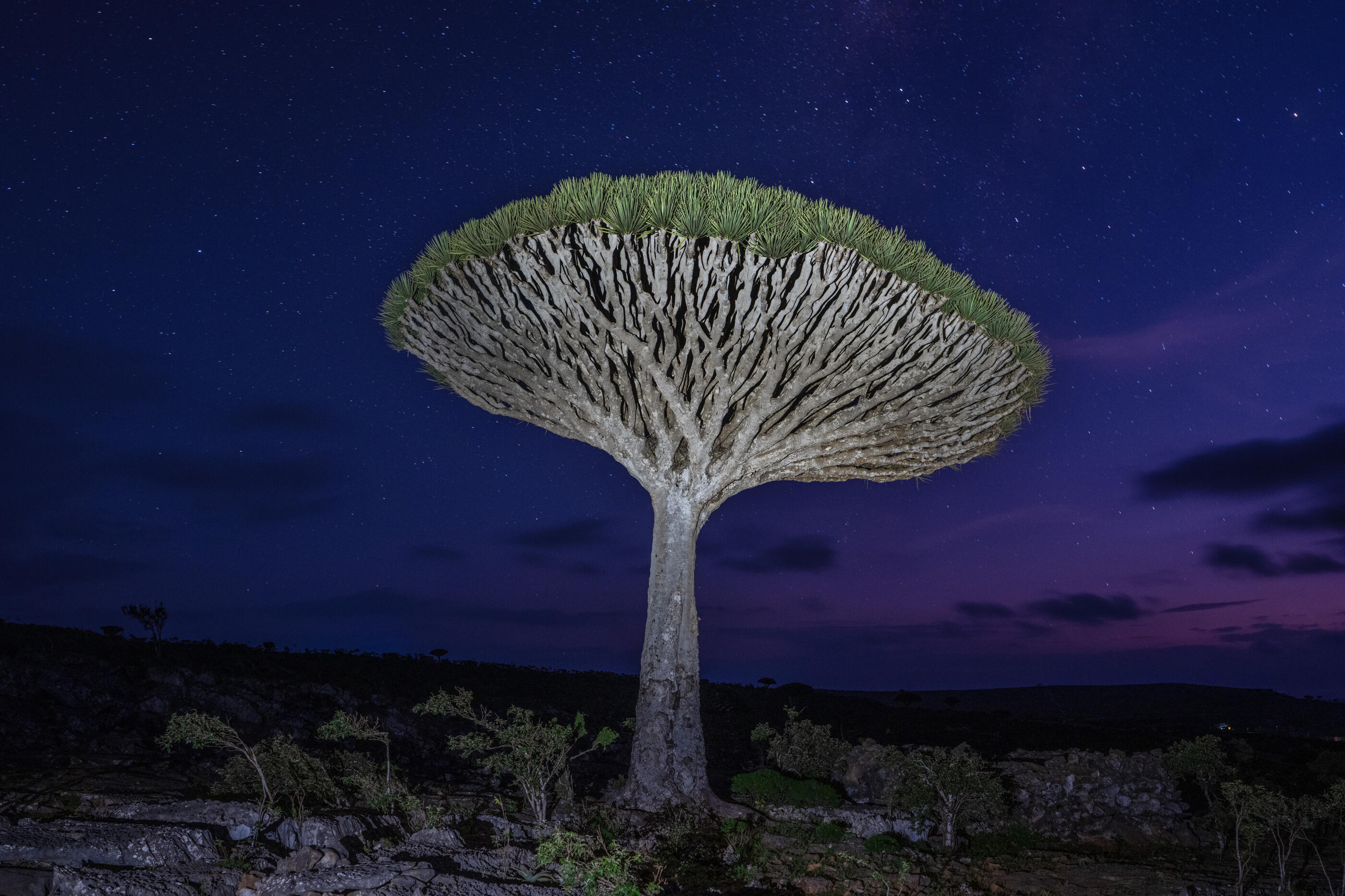 SOCOTRA ISLAND, YEMEN - OCTOBER 12: A dragon blood tree, endemic to the island of Socotra, is pictured on October 12, 2025 in Socotra, Yemen. Socotra island, sometimes referred to as the "Galapagos Islands" of the Indian Ocean, lies about 150 miles off the coast of the Horn of Africa and is home to 825 plant species, more than a third of which are only found here. Among them are the otherworldly dragon's blood tree, bottle trees and 11 species of frankincense, 4 of which were classified as critically endangered in March of this year. The intensifying tropical cyclones in this part of the Indian Ocean, fuelled by climate change, has put the island's unique ecosystem at risk. Meanwhile, Yemen's civil war - as well as the region-destabilizing attacks on commercial vessels in the Red Sea - have complicated conservation efforts. (Photo by Carl Court/Getty Images)