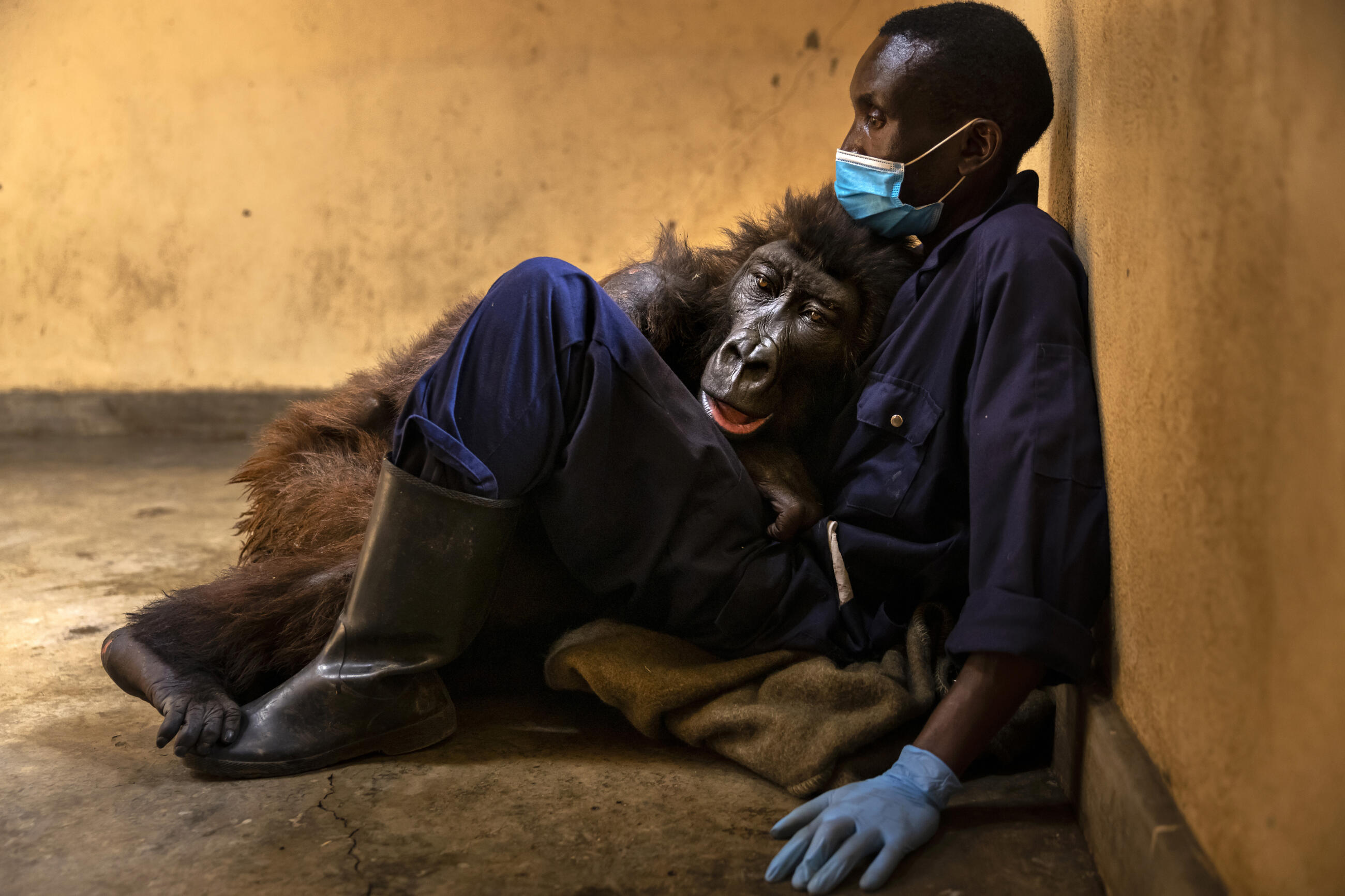 Ndakasi in the arms of her caretaker