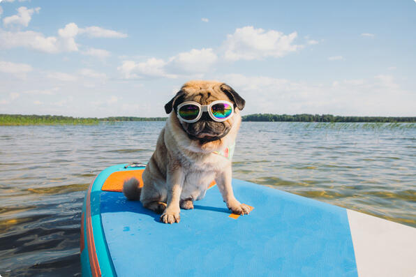 Pets and Animals photos
