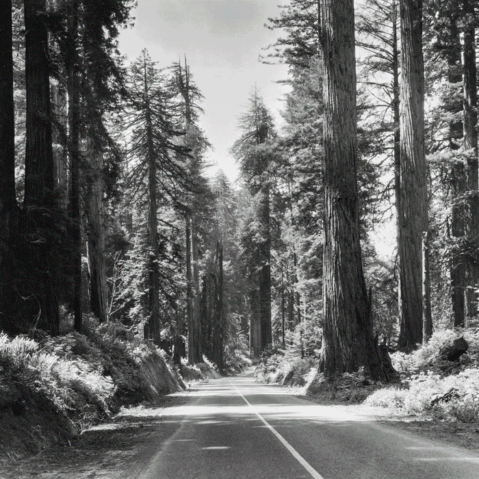 To the Open Road We Go