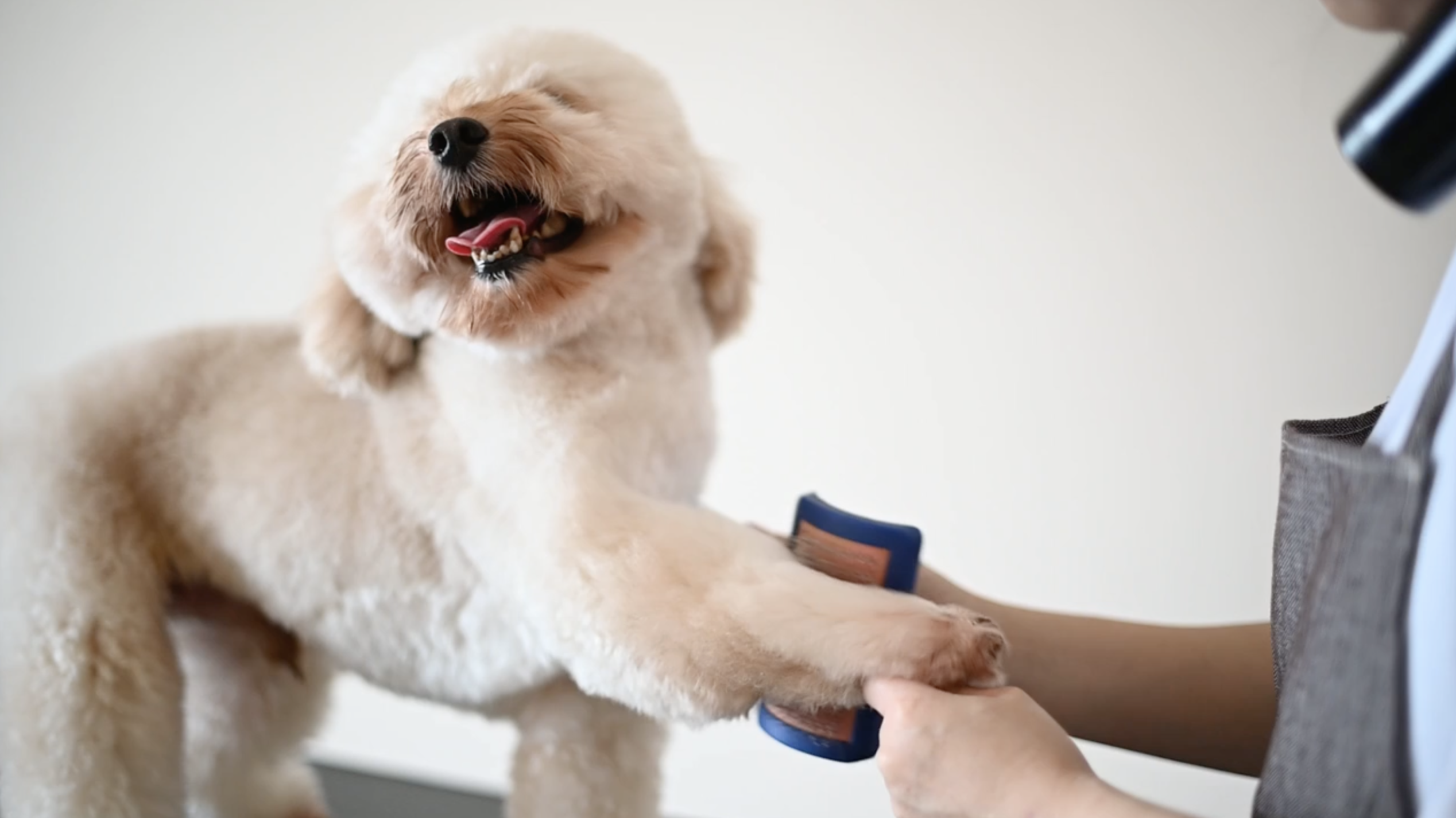 Groomer_Pose.png